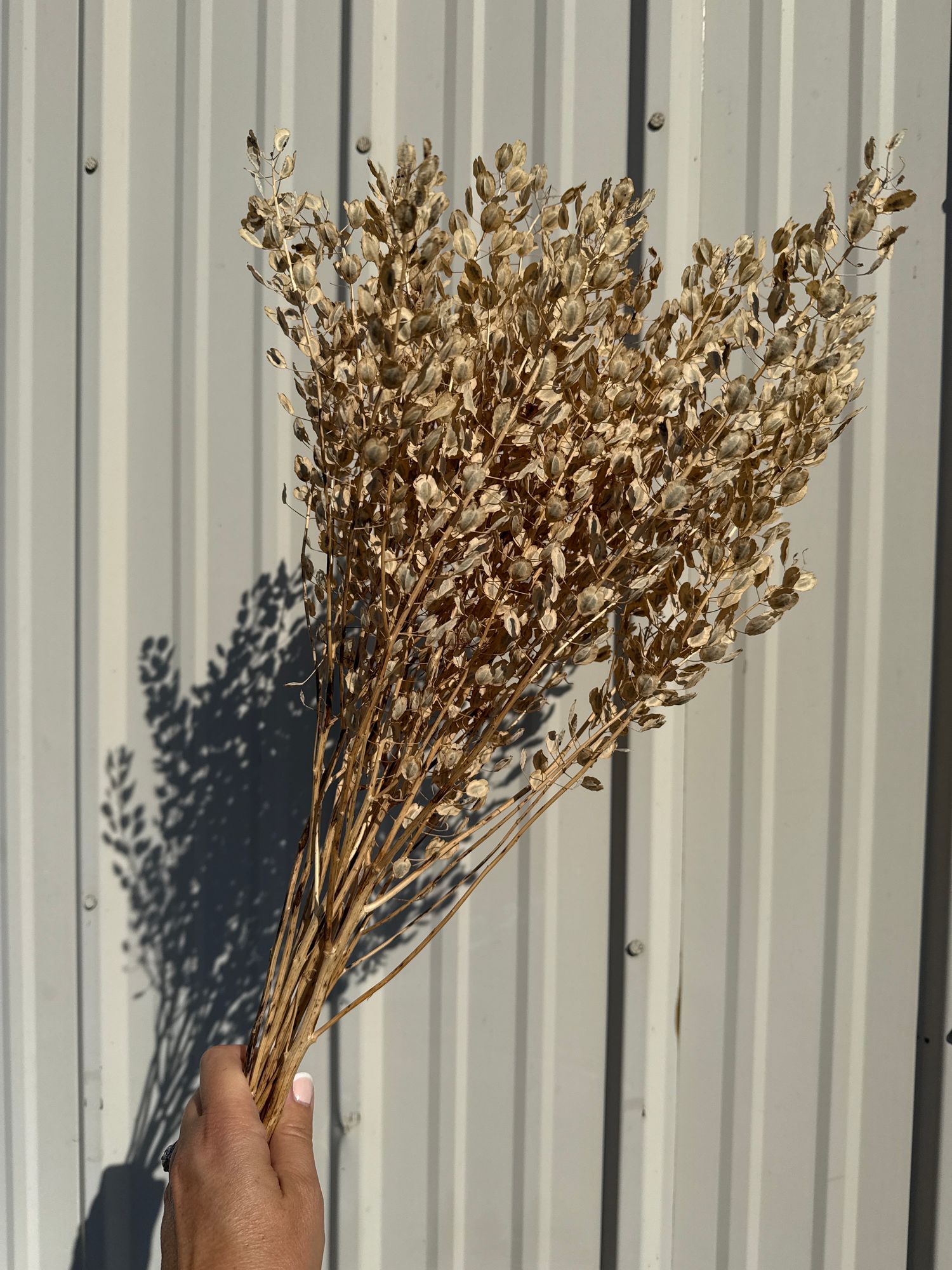LEPIDIUM sativum