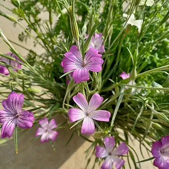 AGROSTEMMA githago Purple Queen