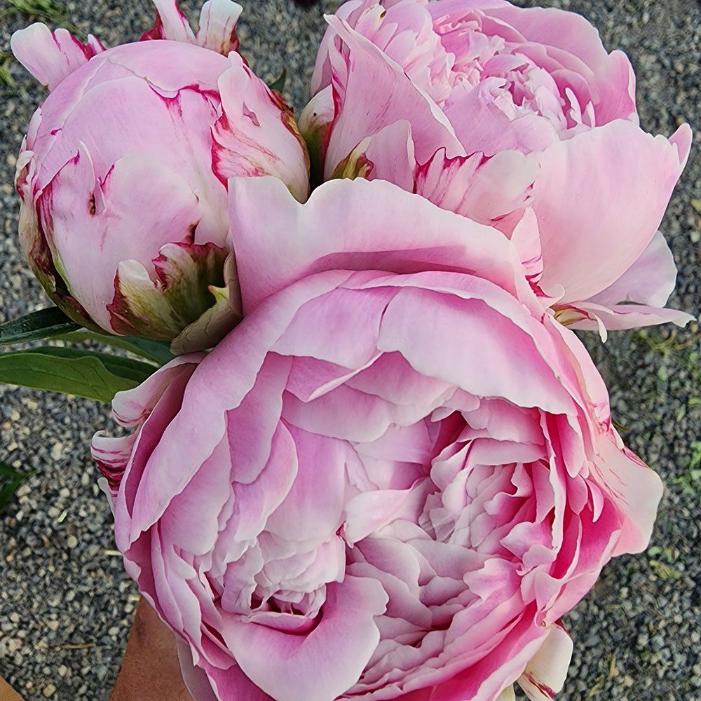 PAEONIA lactiflora Sarah Bernhardt