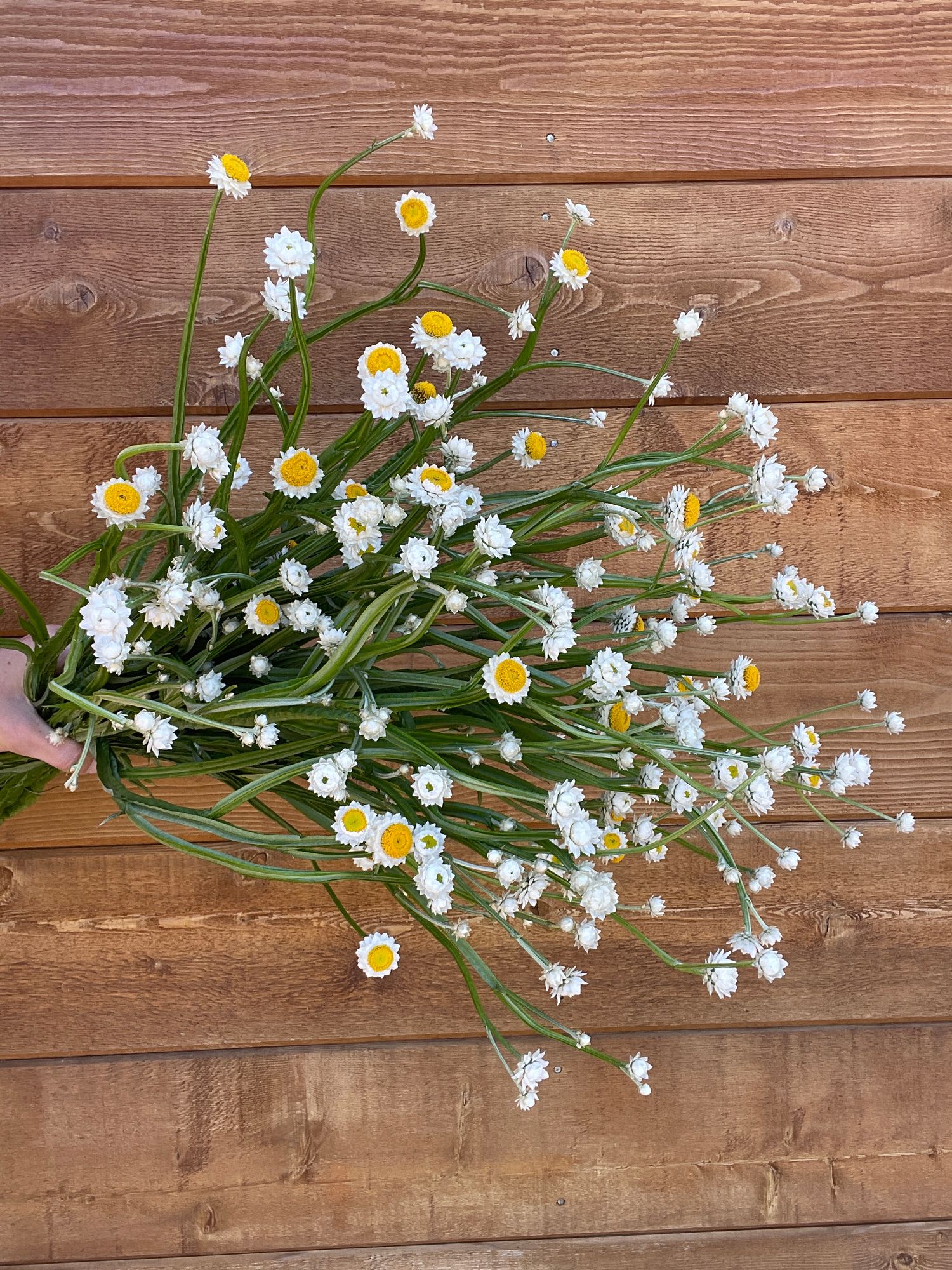 AMMOBIUM alatum
