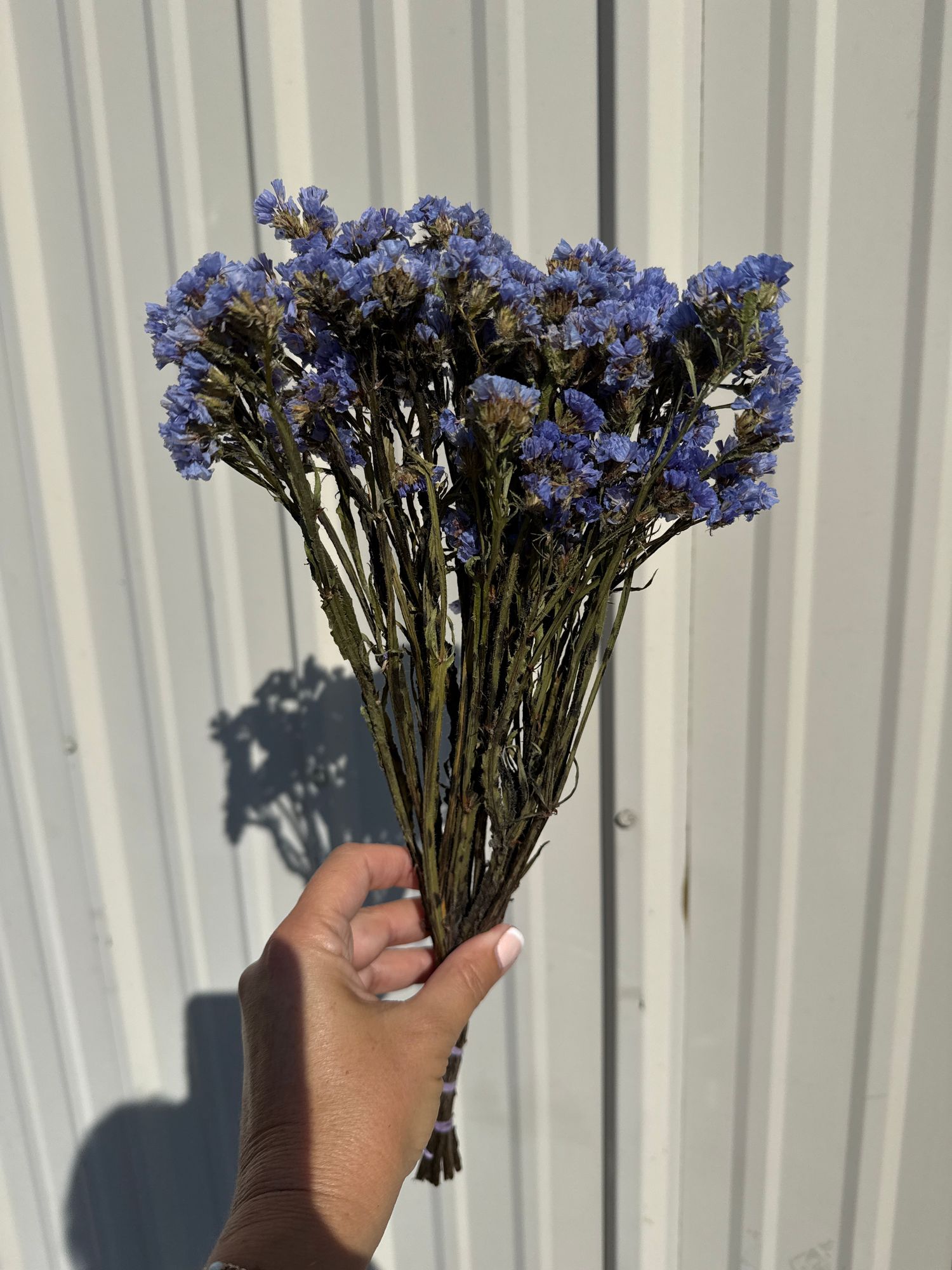 LIMONIUM sinuatum