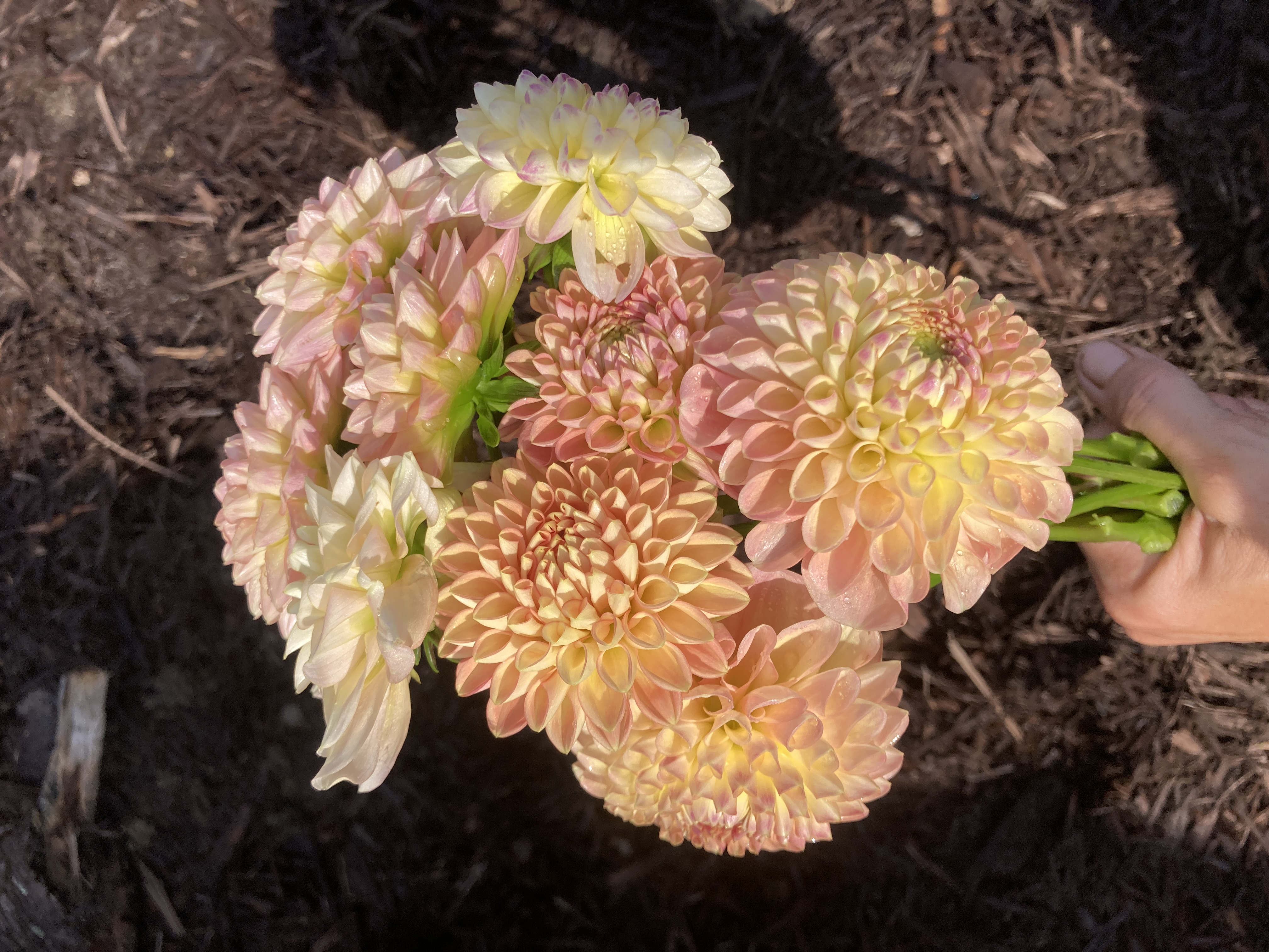 DAHLIA