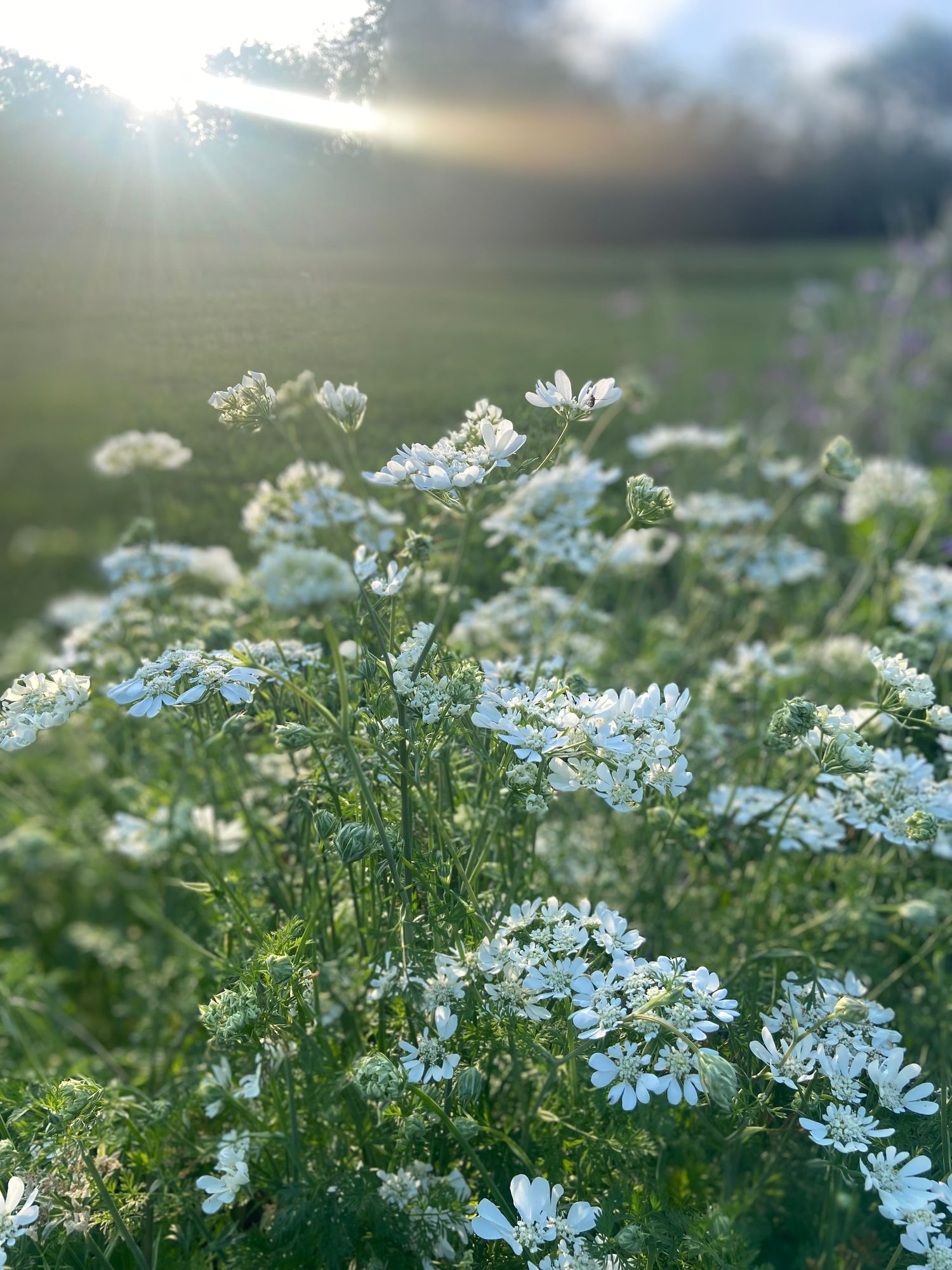 ORLAYA grandiflora