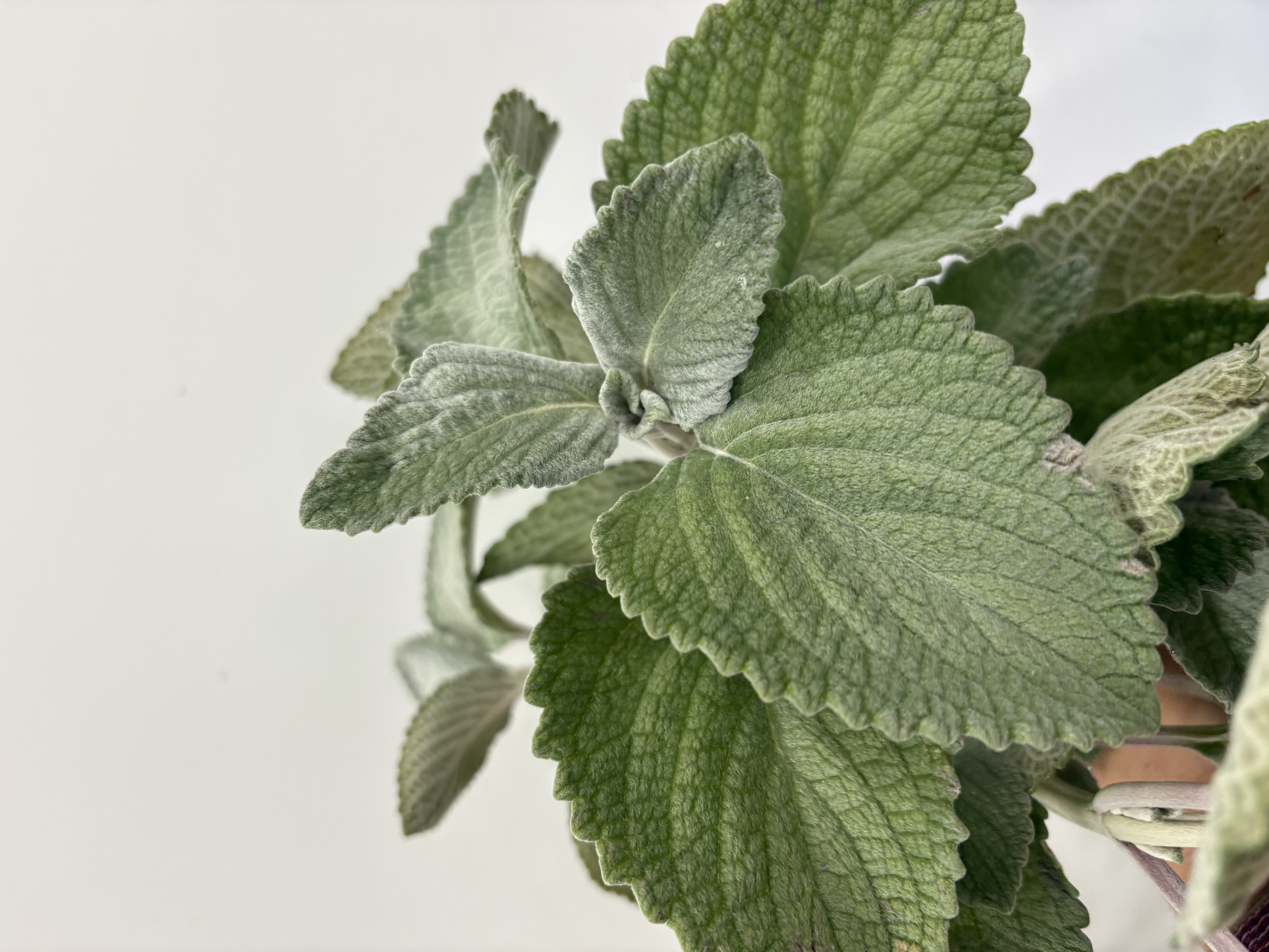 PLECTRANTHUS argentatus