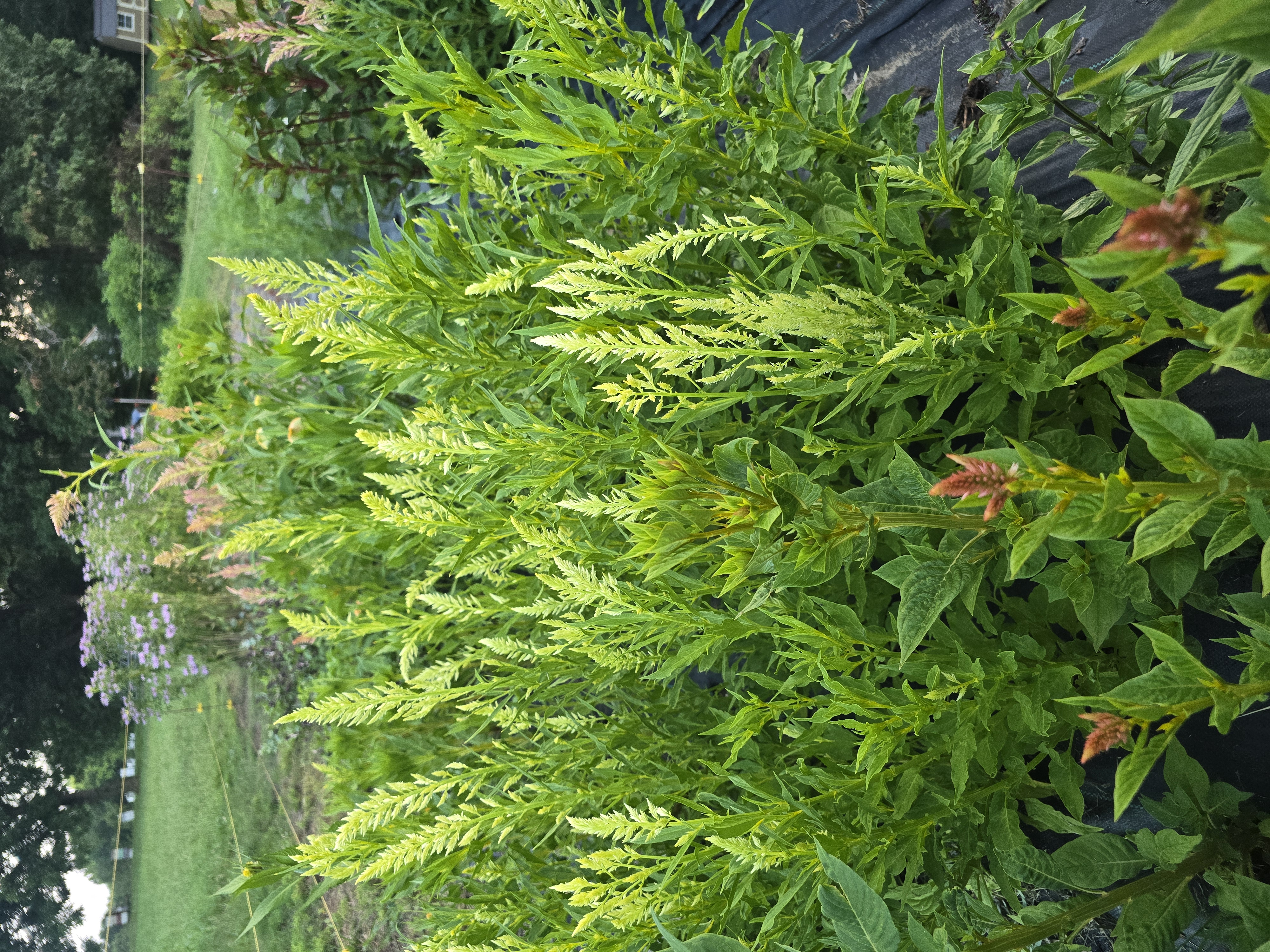 CELOSIA argentea var. plumosa Sylphid