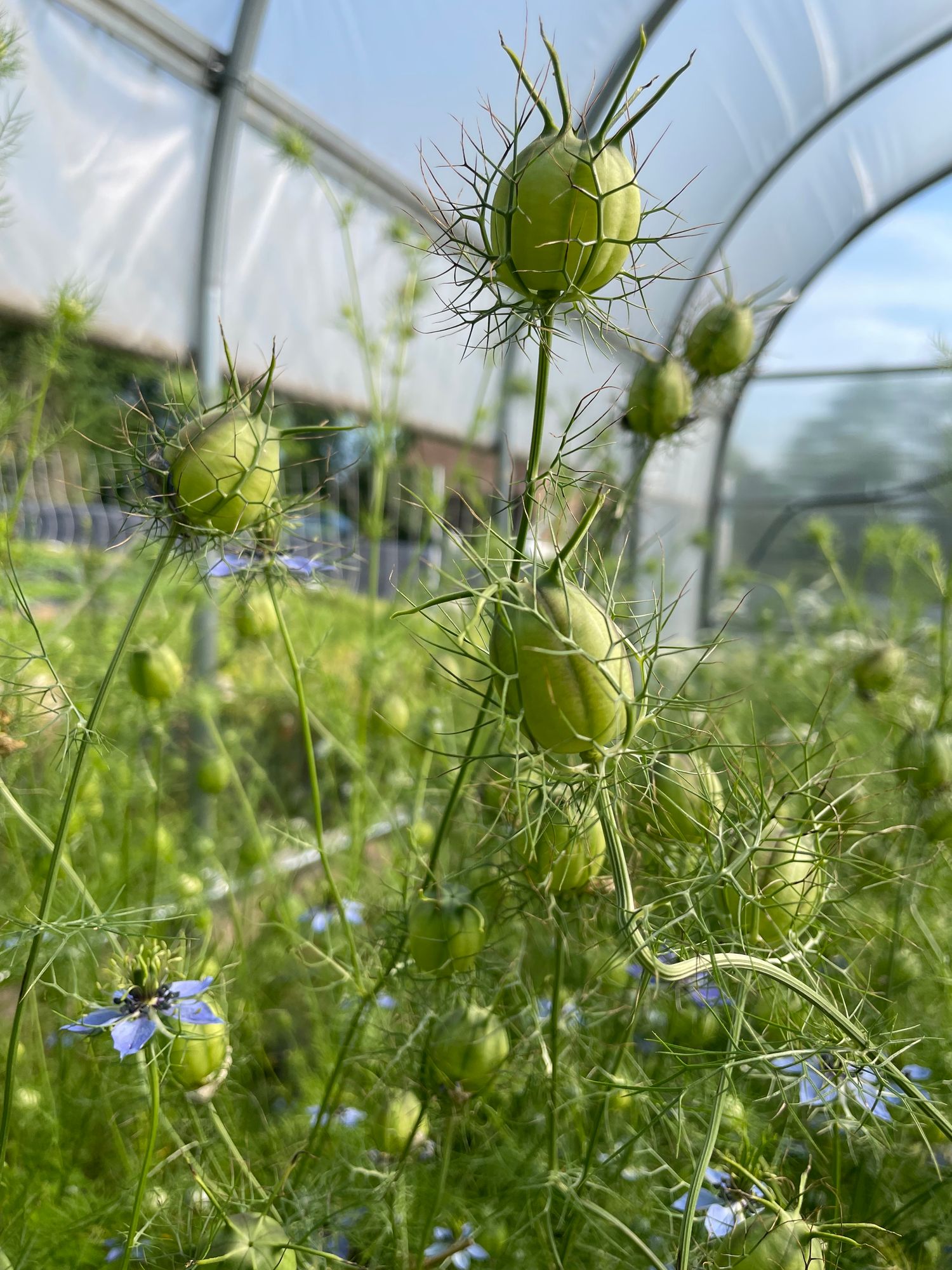 NIGELLA damascena Albion