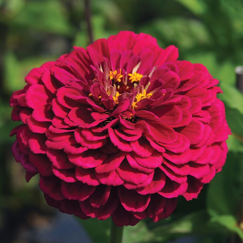 ZINNIA elegans Benarys Giant Wine