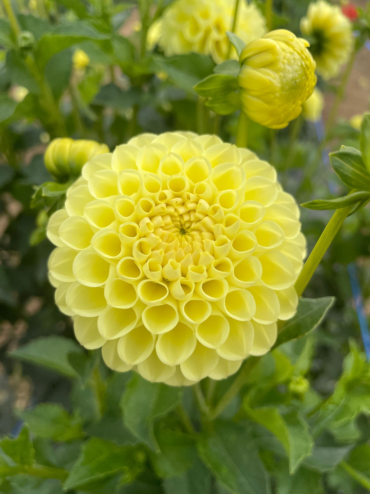 DAHLIA Ball