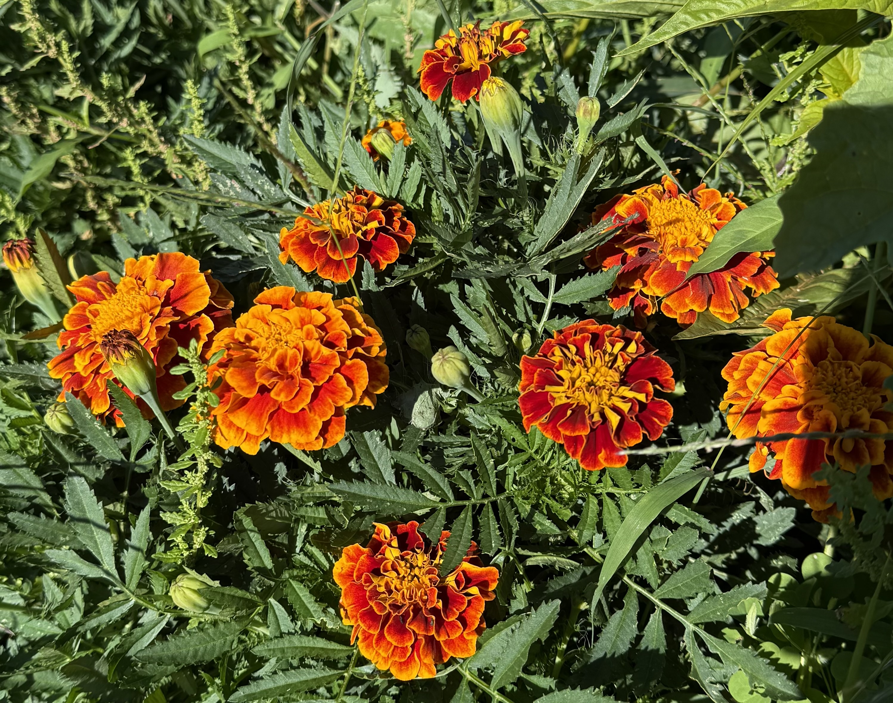 TAGETES linnaeus Burning Embers