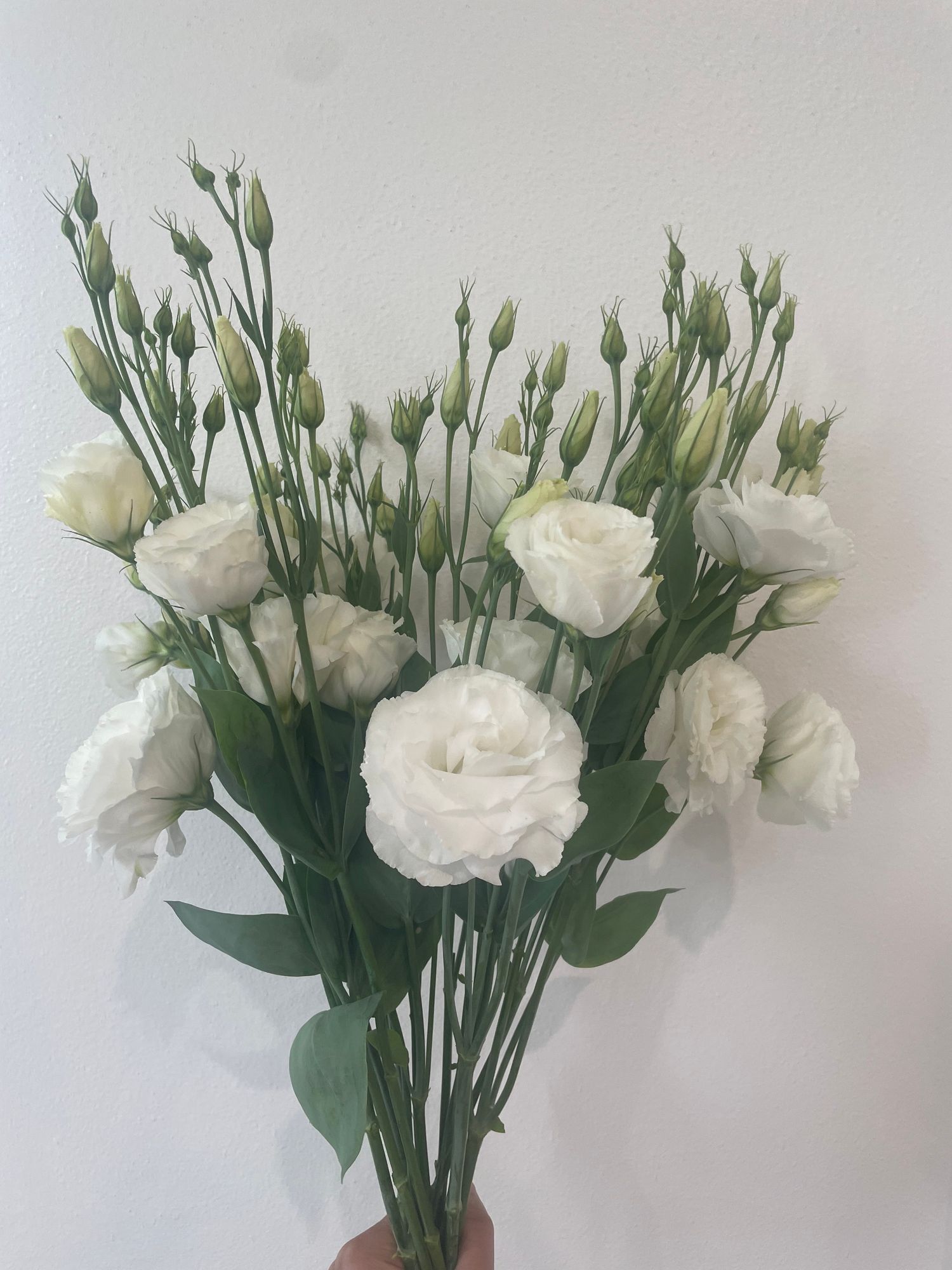 EUSTOMA grandiflorum Arena