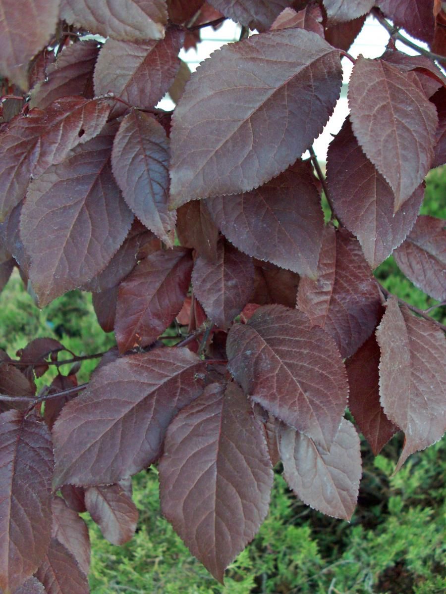 PRUNUS x cistena