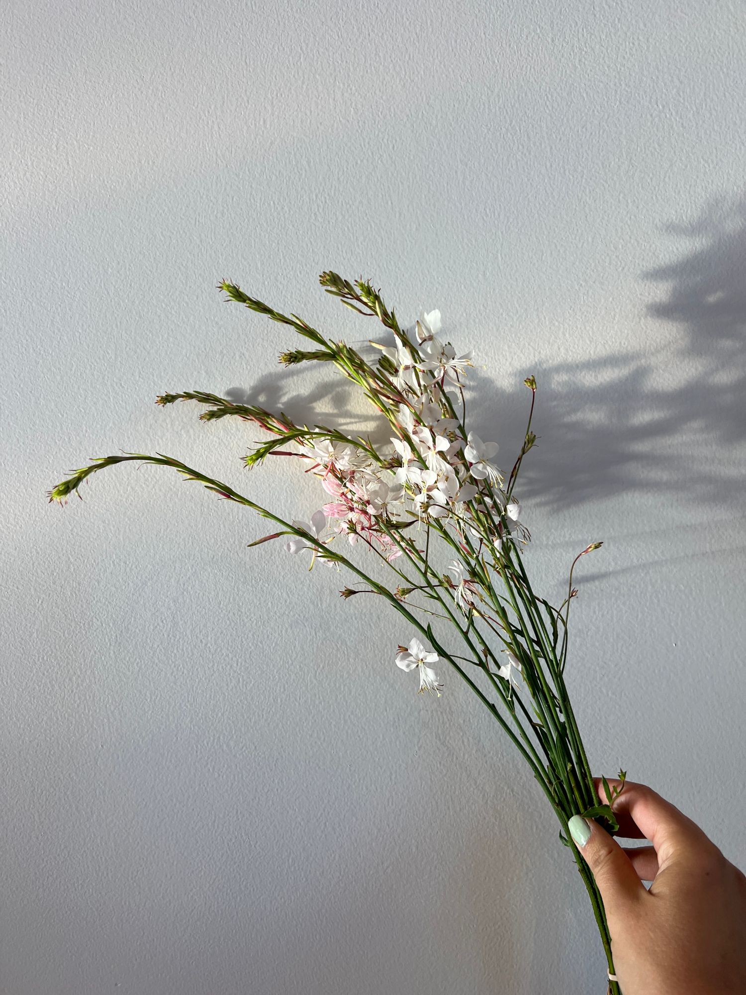 GAURA lindheimeri