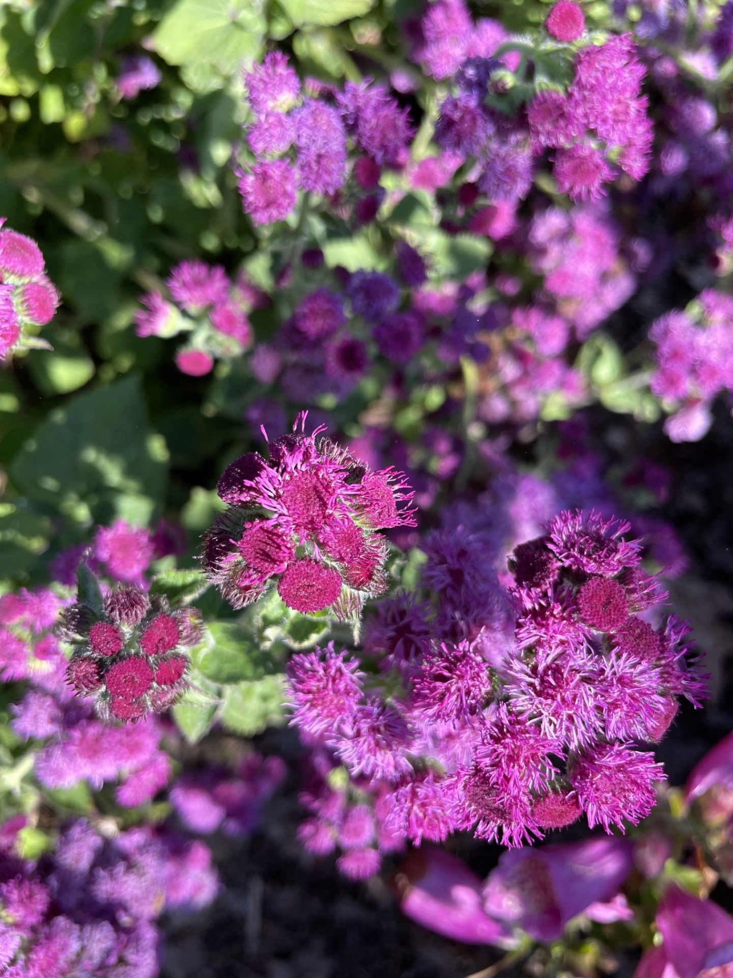 AGERATUM houstonianum Red Flint