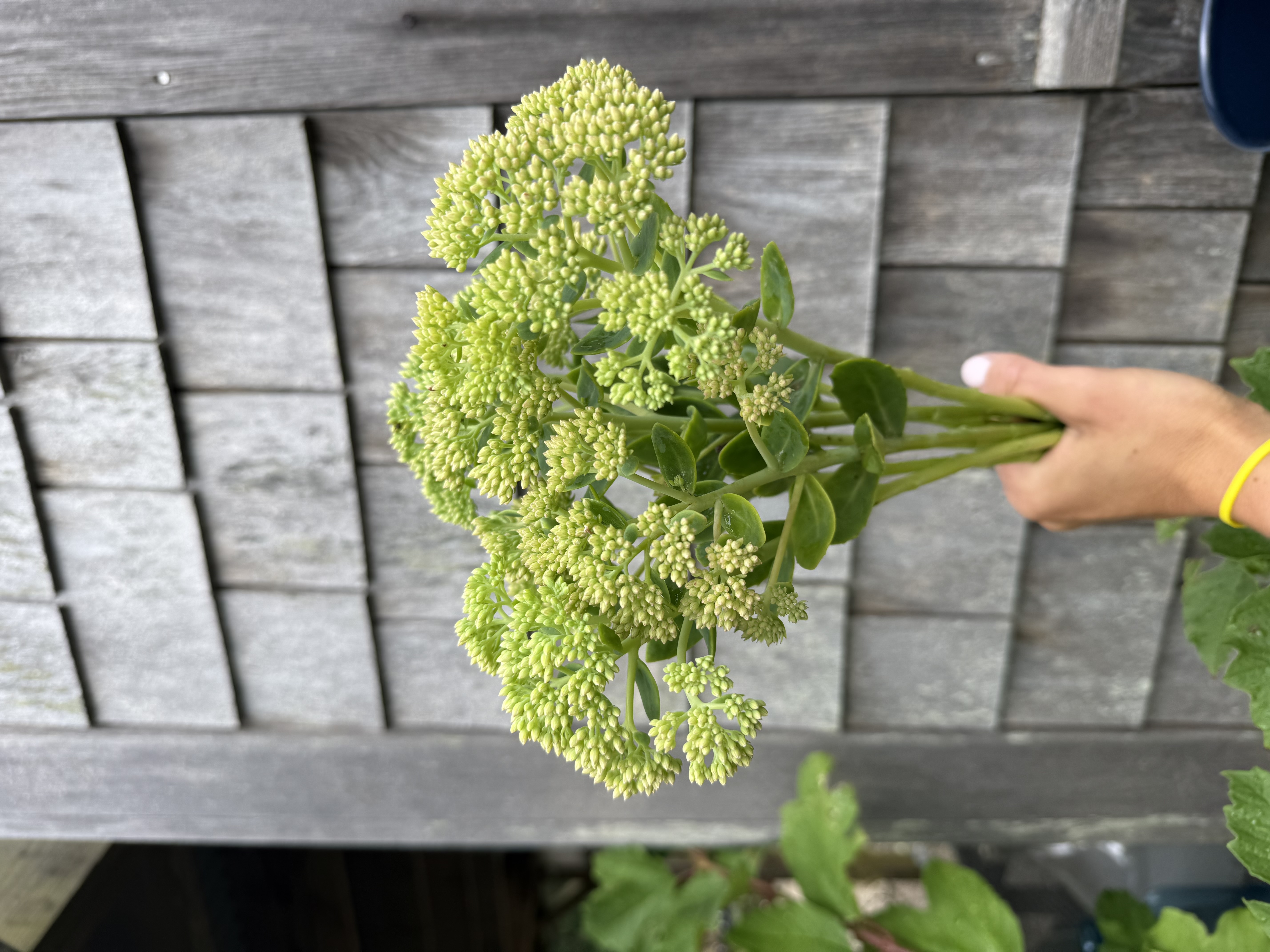 SEDUM