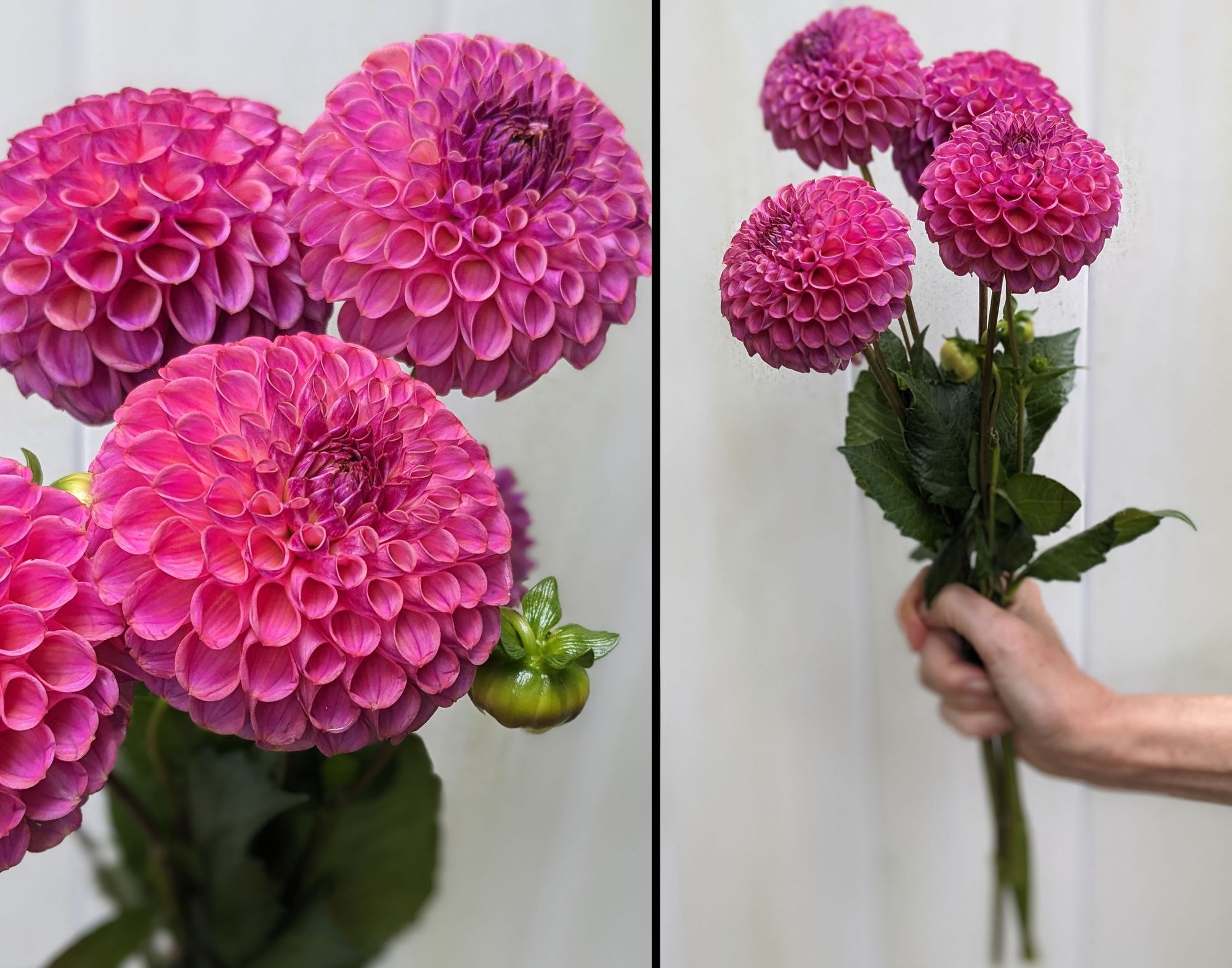 DAHLIA Caitlins Joy