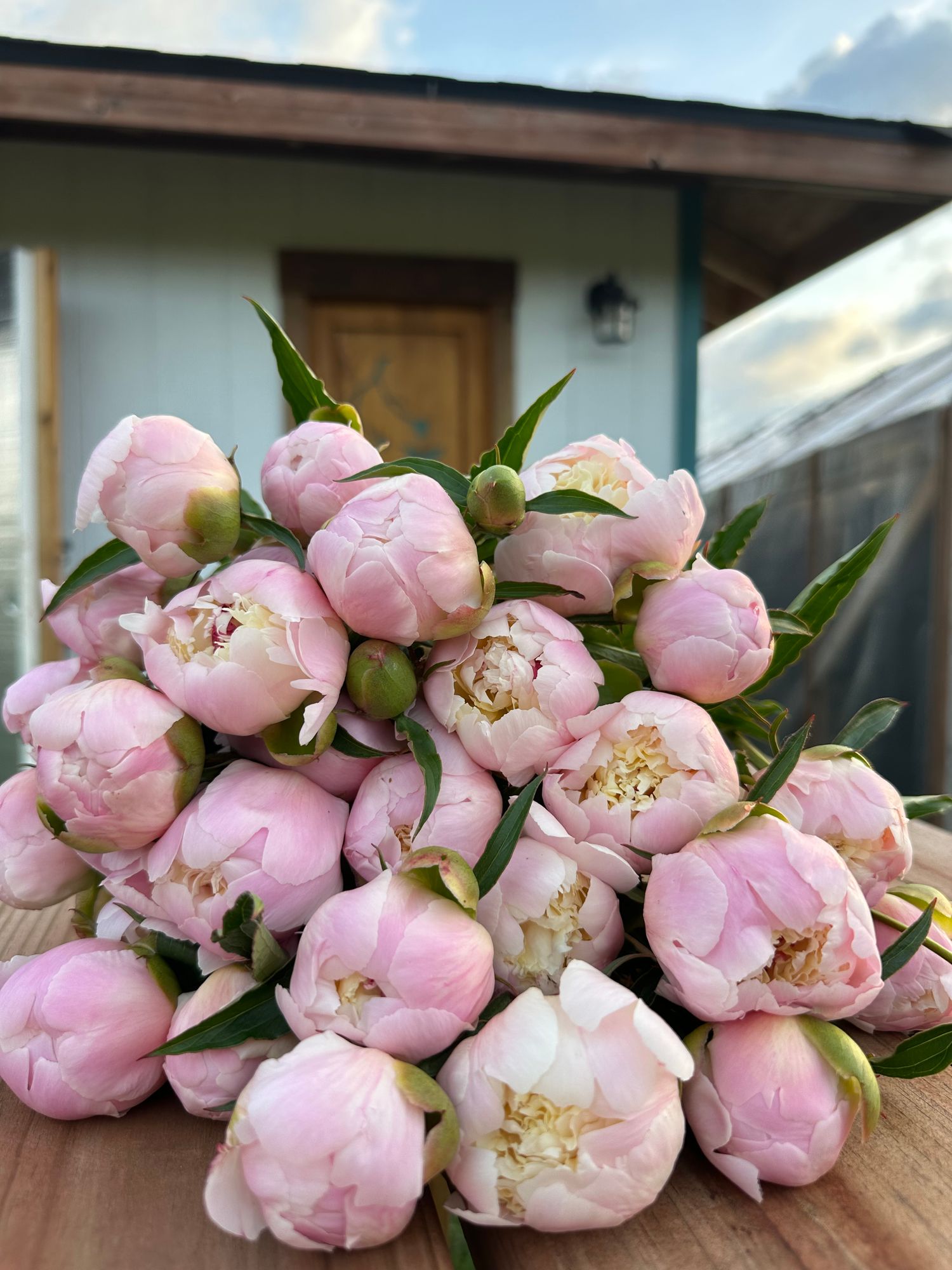 PAEONIA