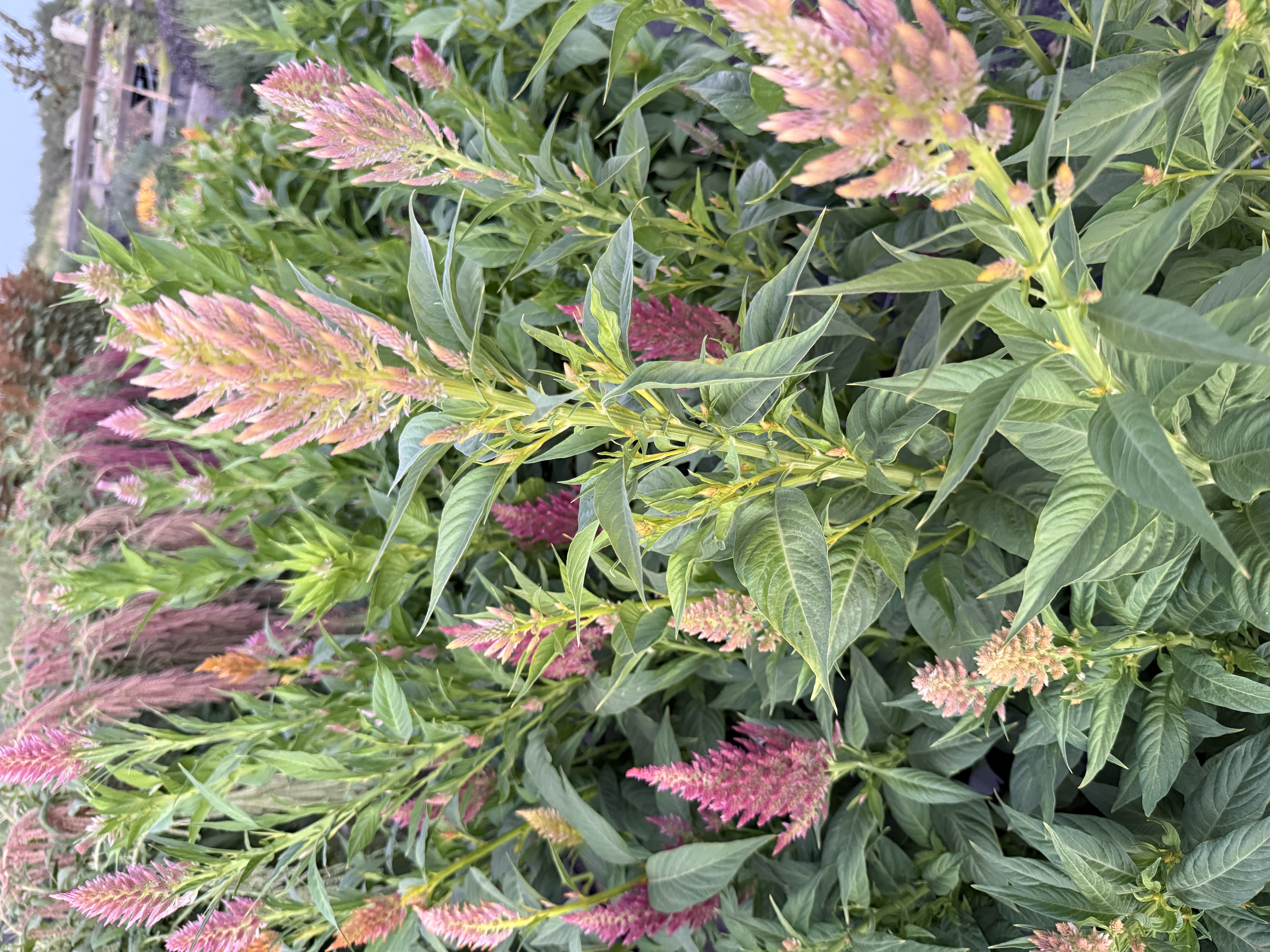 CELOSIA argentea var. plumosa Texas Plume Summer Sherbet