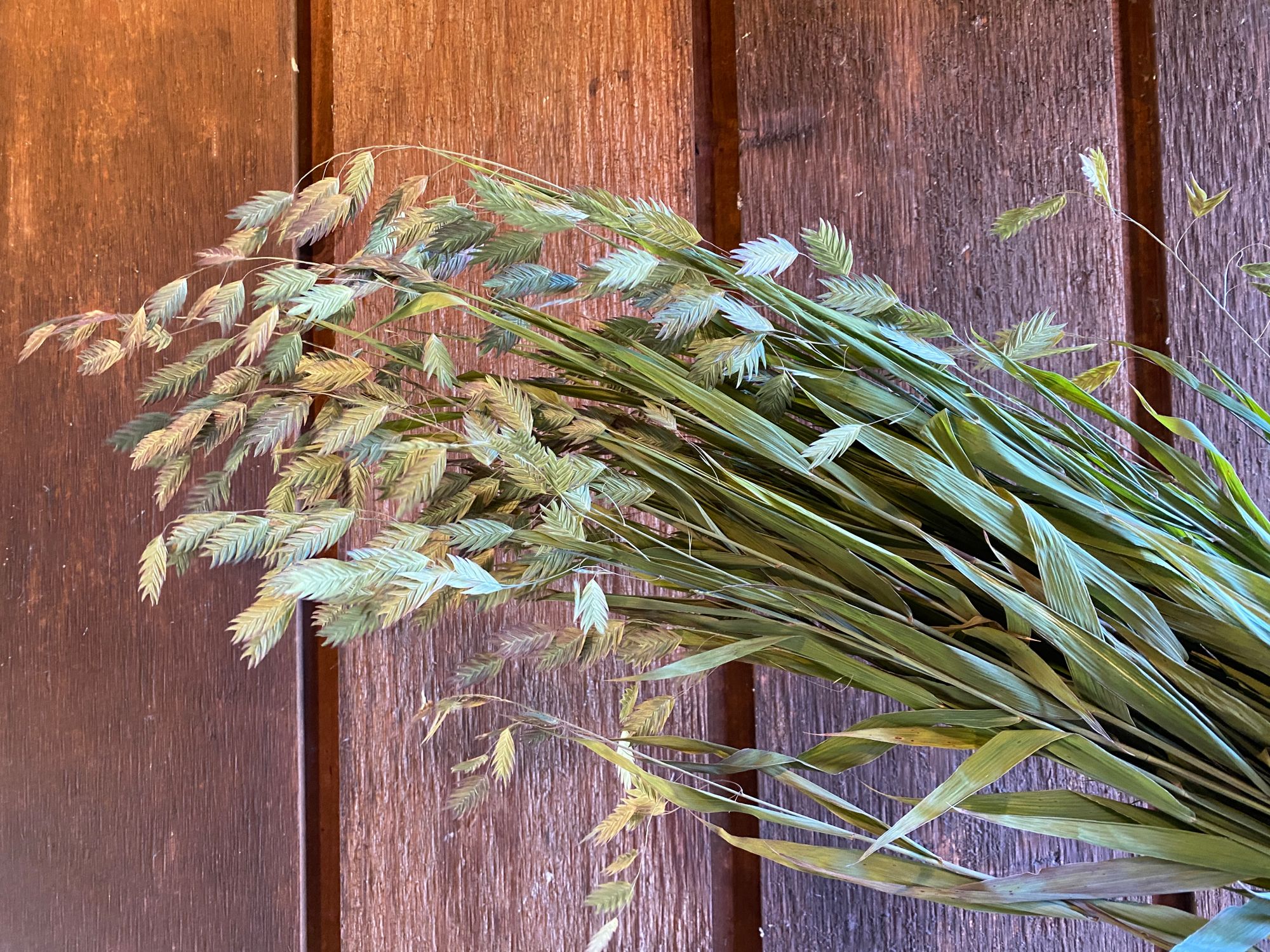 CHASMANTHIUM latifolium