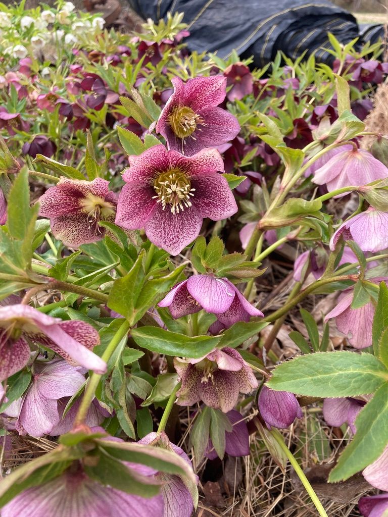 HELLEBORUS x hybridus