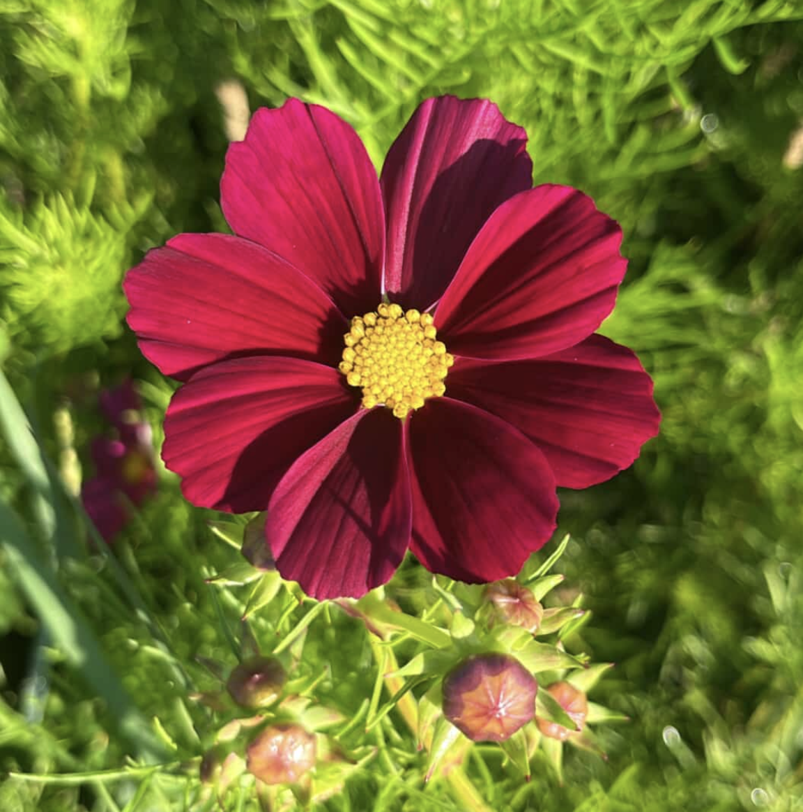 COSMOS bipinnatus Versailles Red