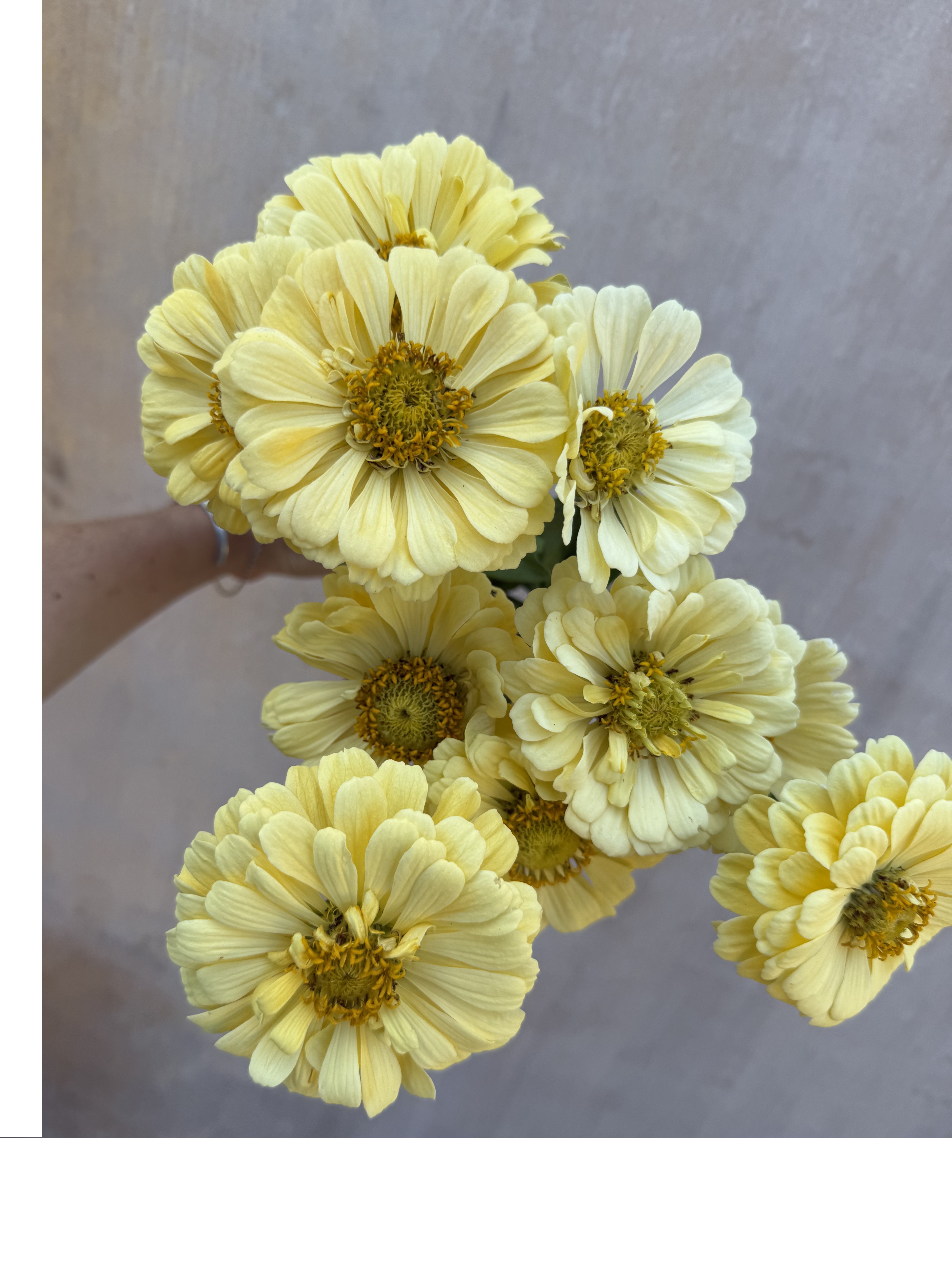 ZINNIA elegans Isabellina