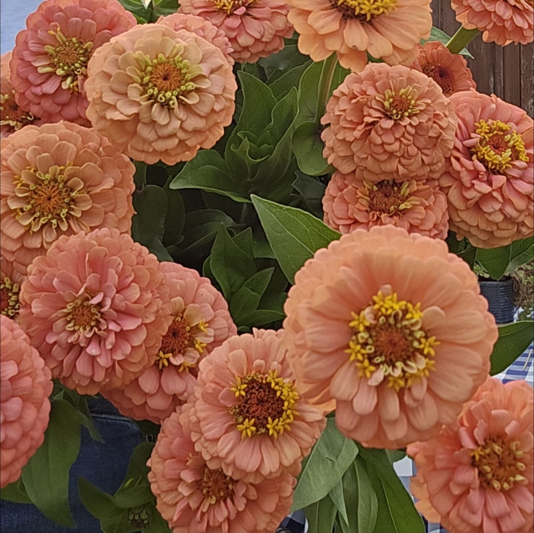 ZINNIA elegans Oklahoma Salmon