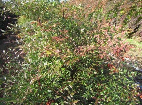 NANDINA domestica