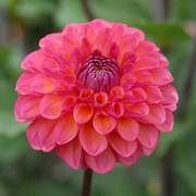 DAHLIA Ball