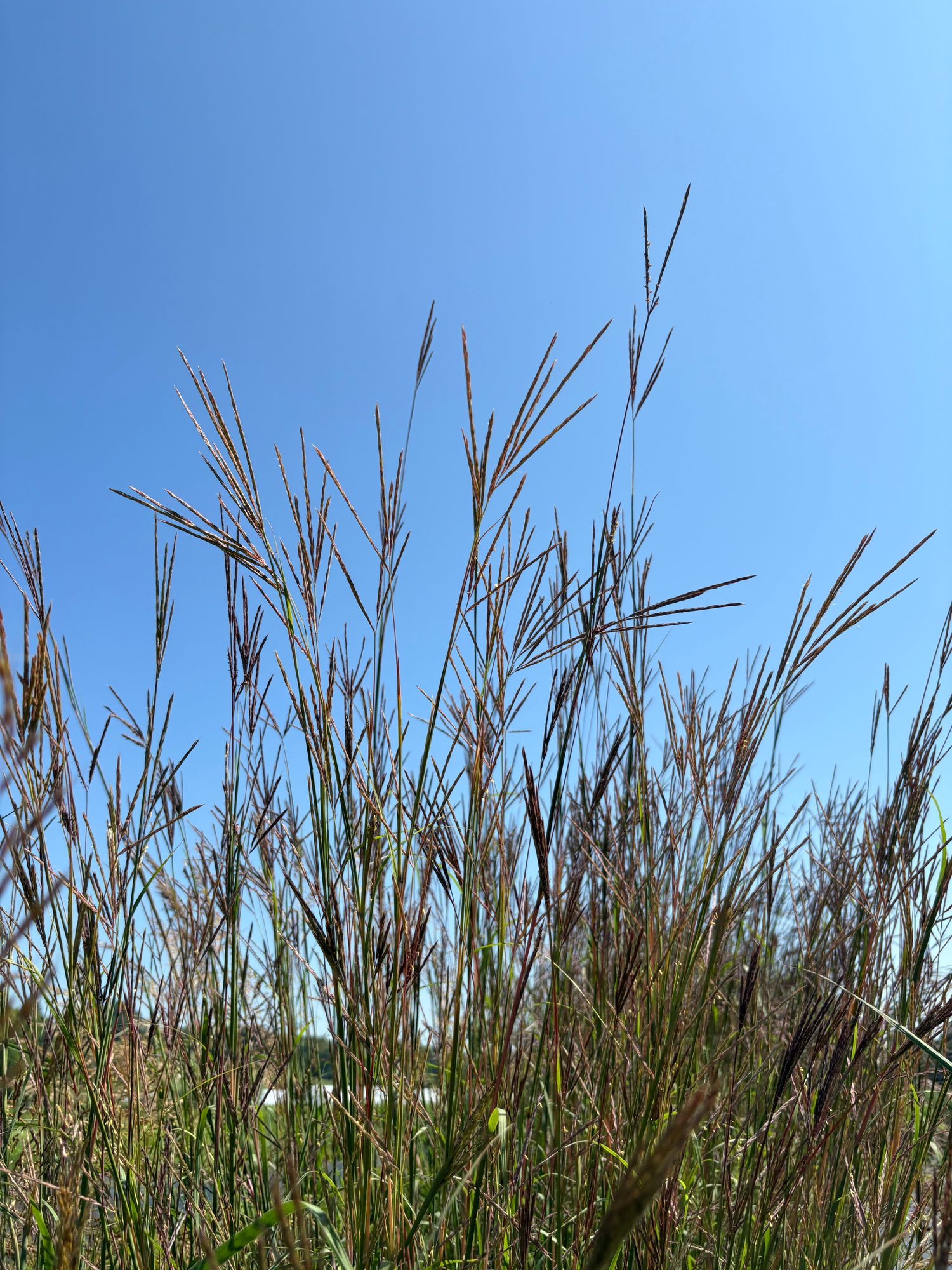 ANDROPOGON gerardii