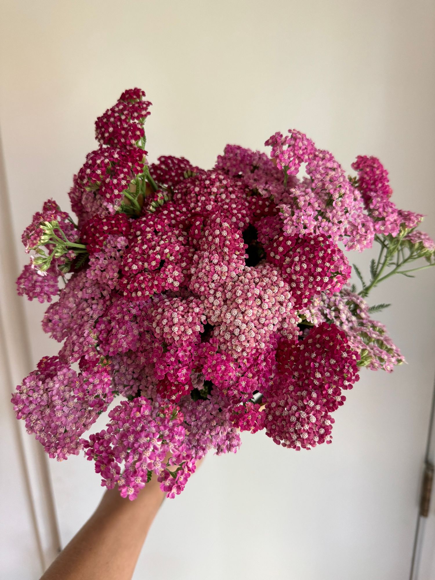 ACHILLEA millefolium