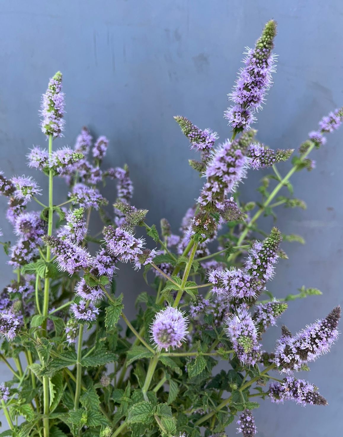 MENTHA x villosa