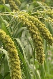 SETARIA italica Lime Light Spray Millet
