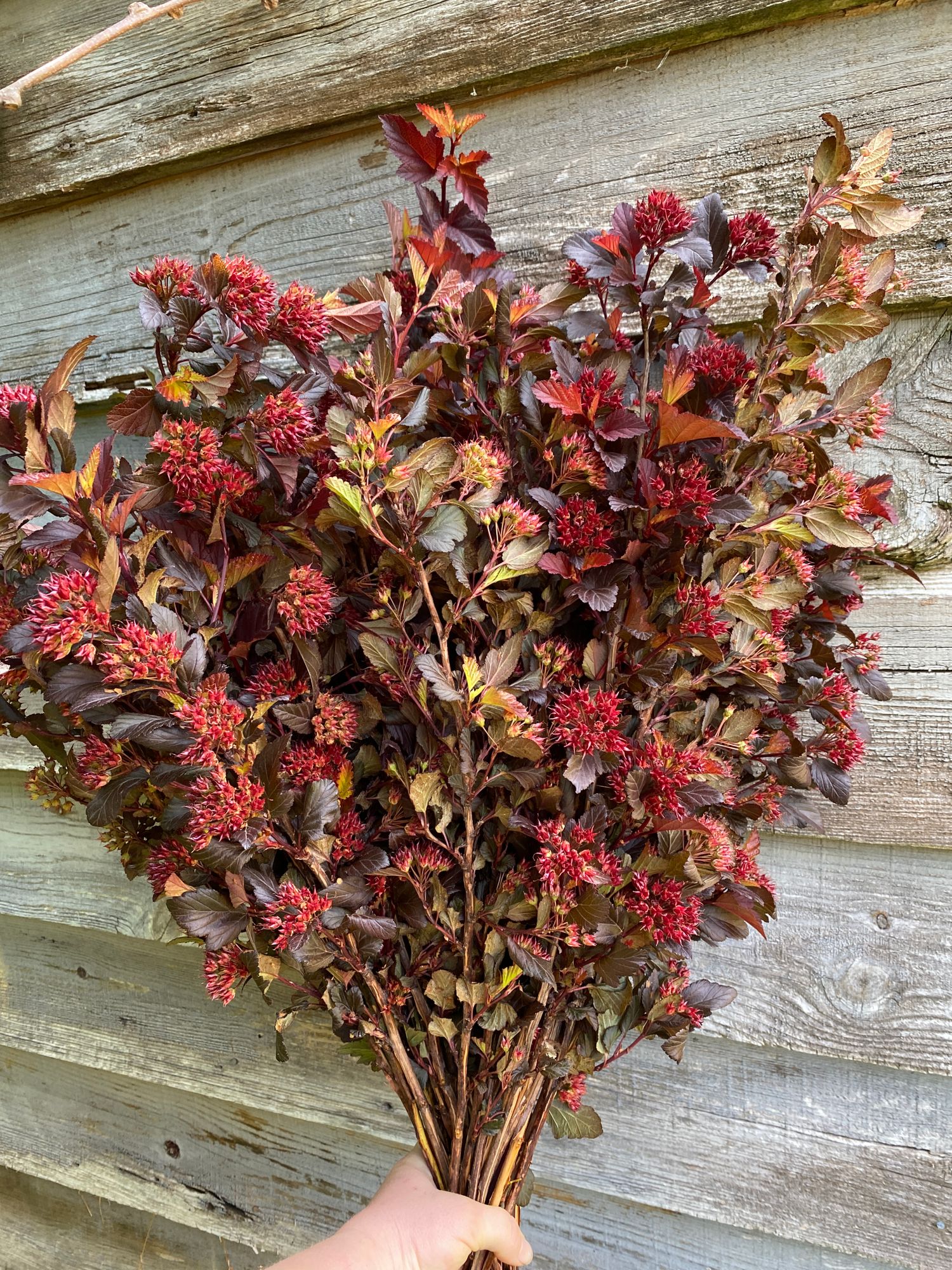 PHYSOCARPUS opulifolius