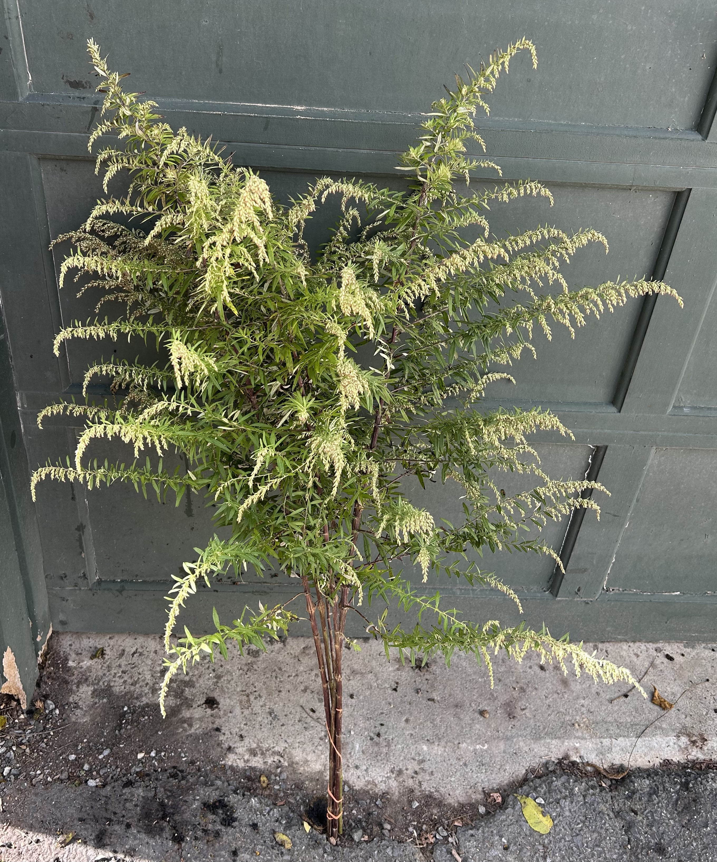 ARTEMISIA ludoviciana