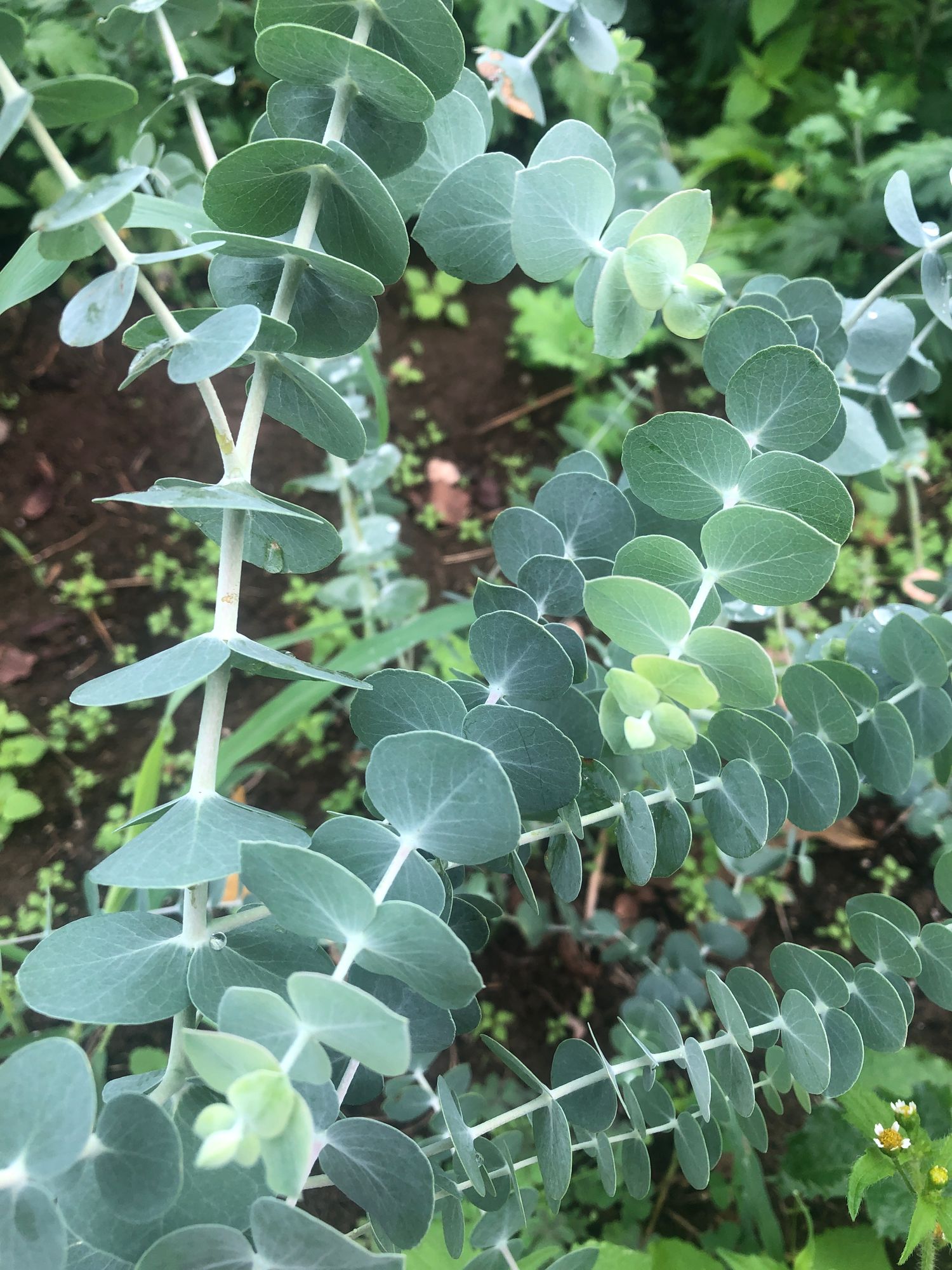 EUCALYPTUS pulverulenta Baby Dwarf Florist Blue
