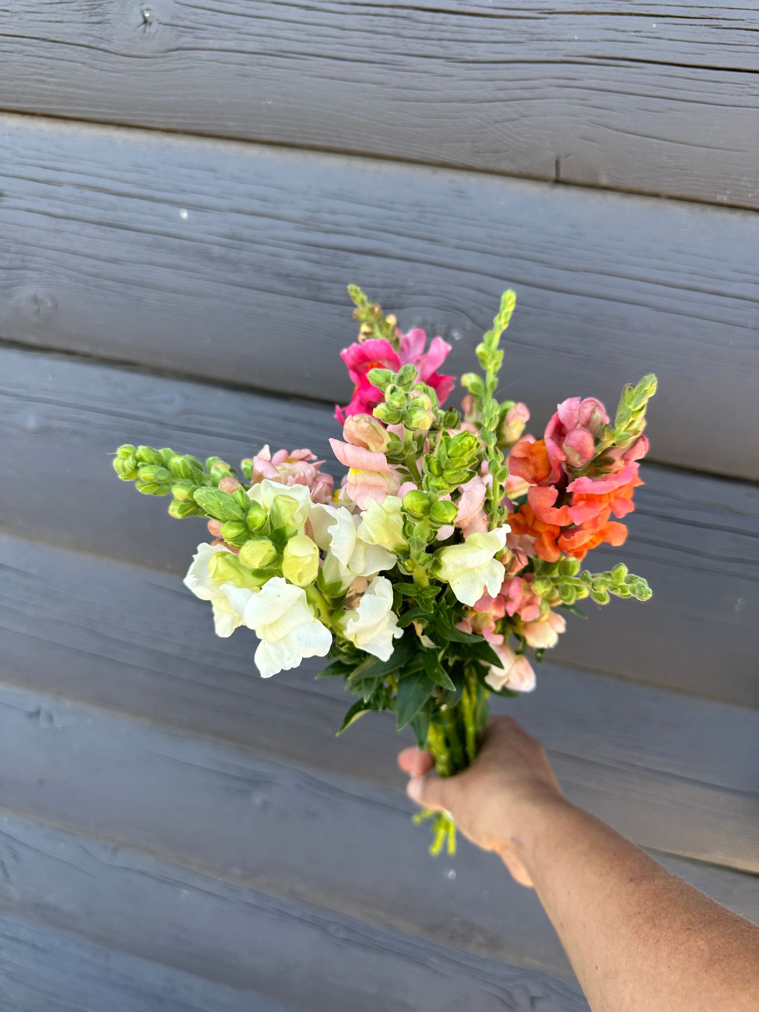 ANTIRRHINUM majus Rocket