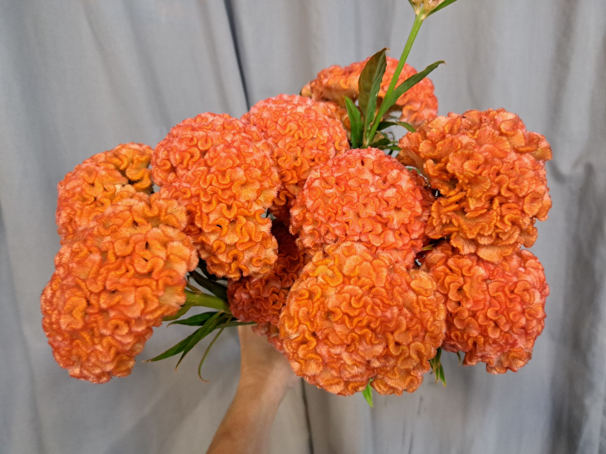 CELOSIA argentea