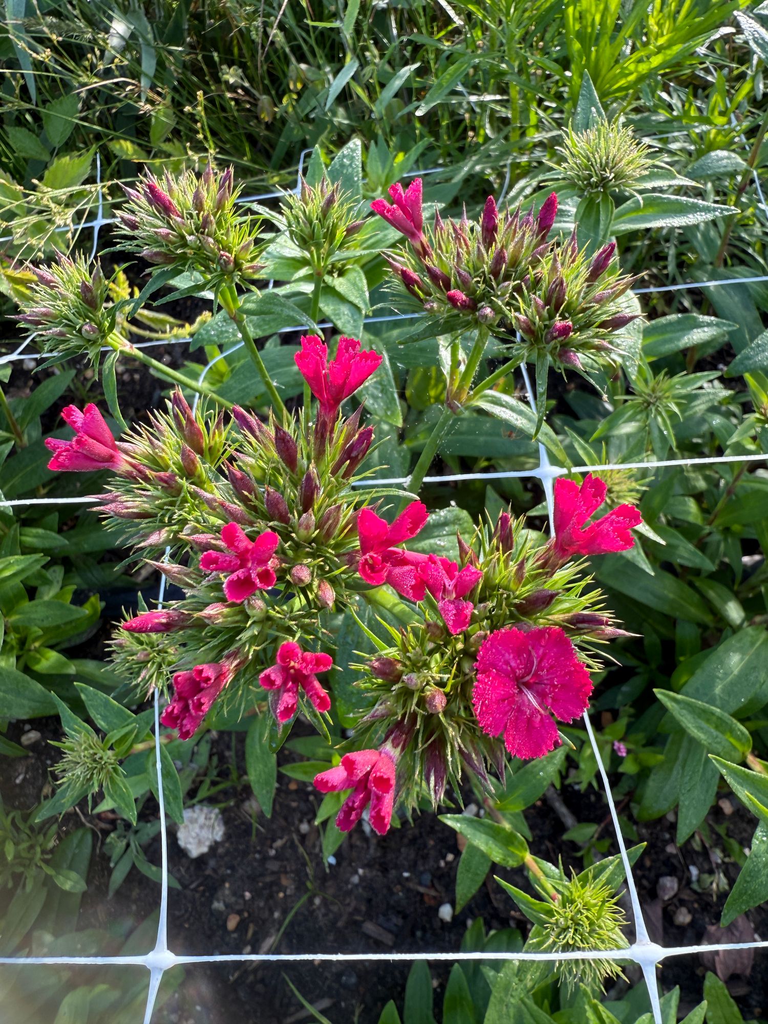 DIANTHUS barbatus Sweet Cherry