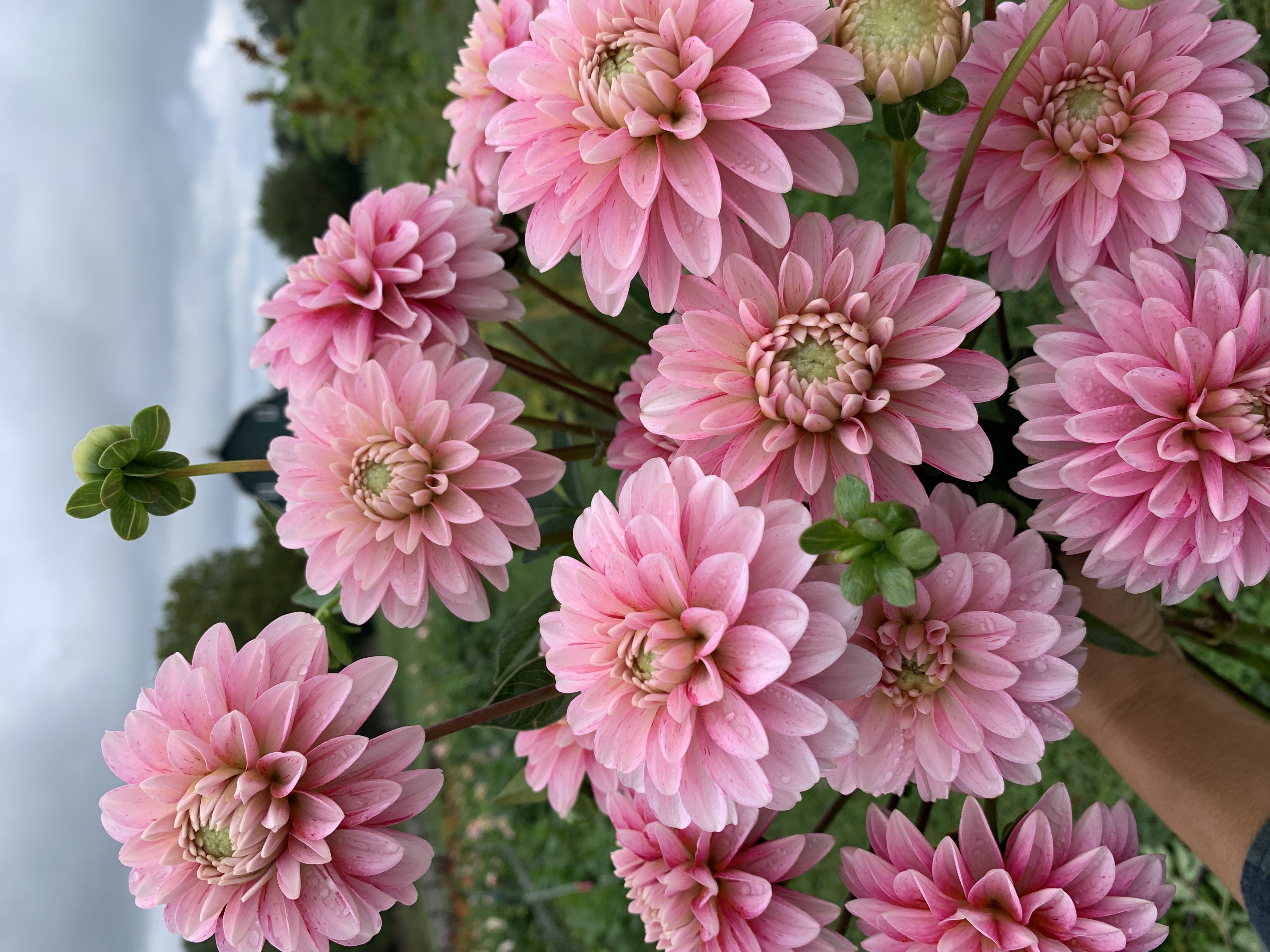 DAHLIA Strawberry Cream