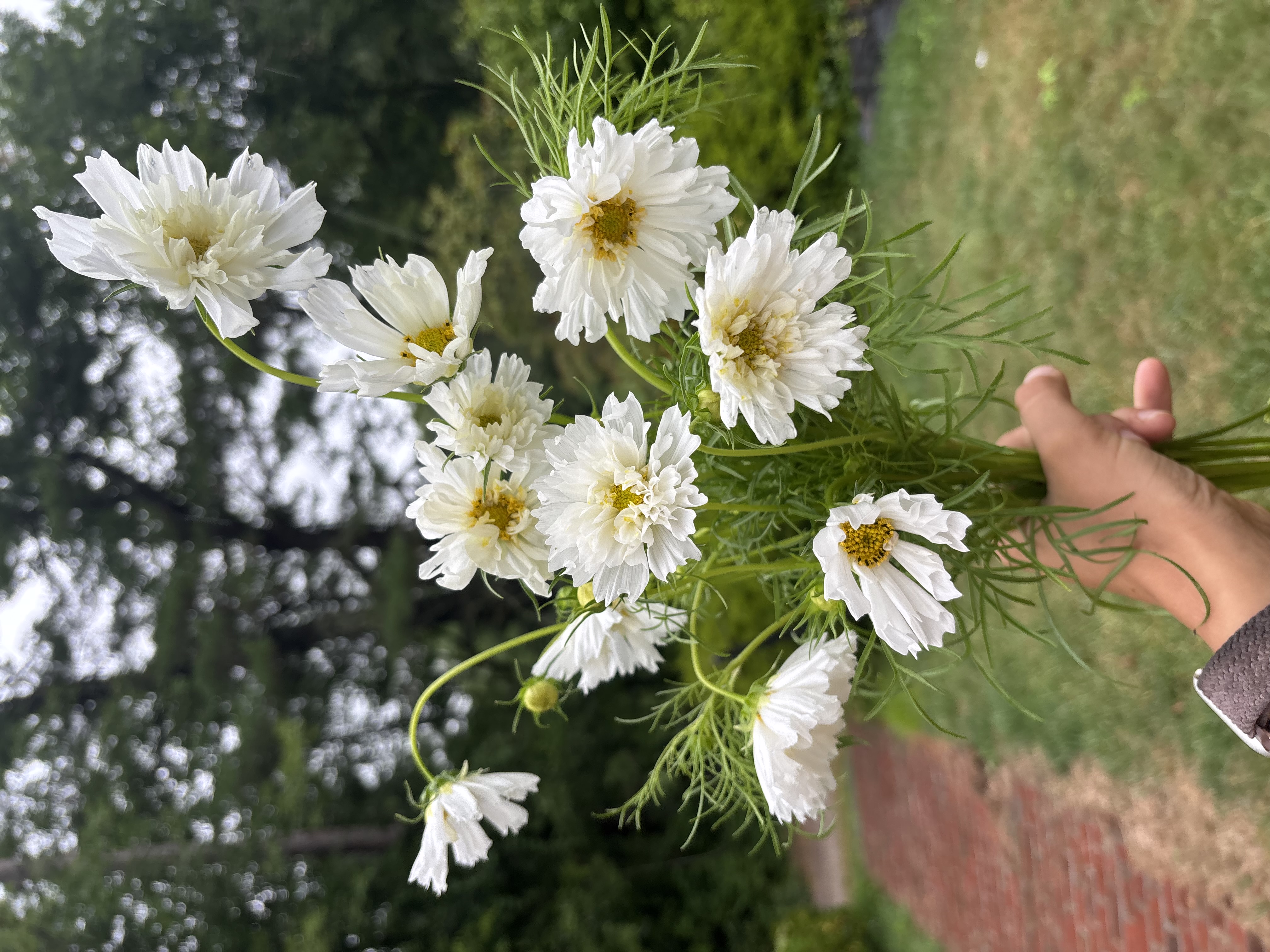 COSMOS bipinnatus Double Click Snow Puff