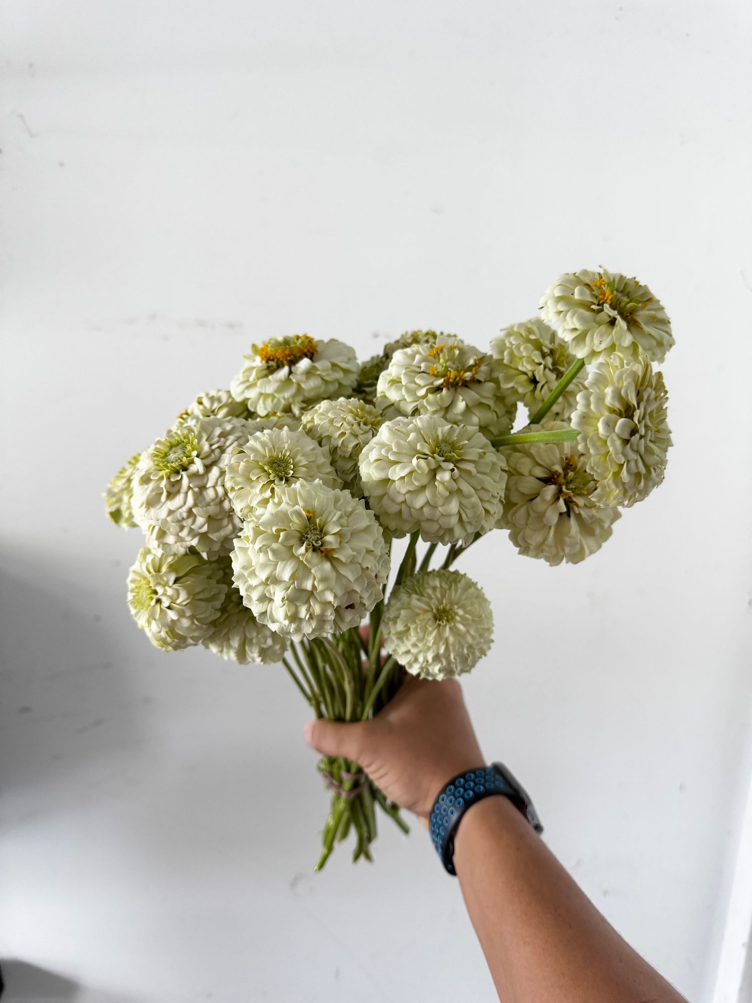 ZINNIA elegans Oklahoma White