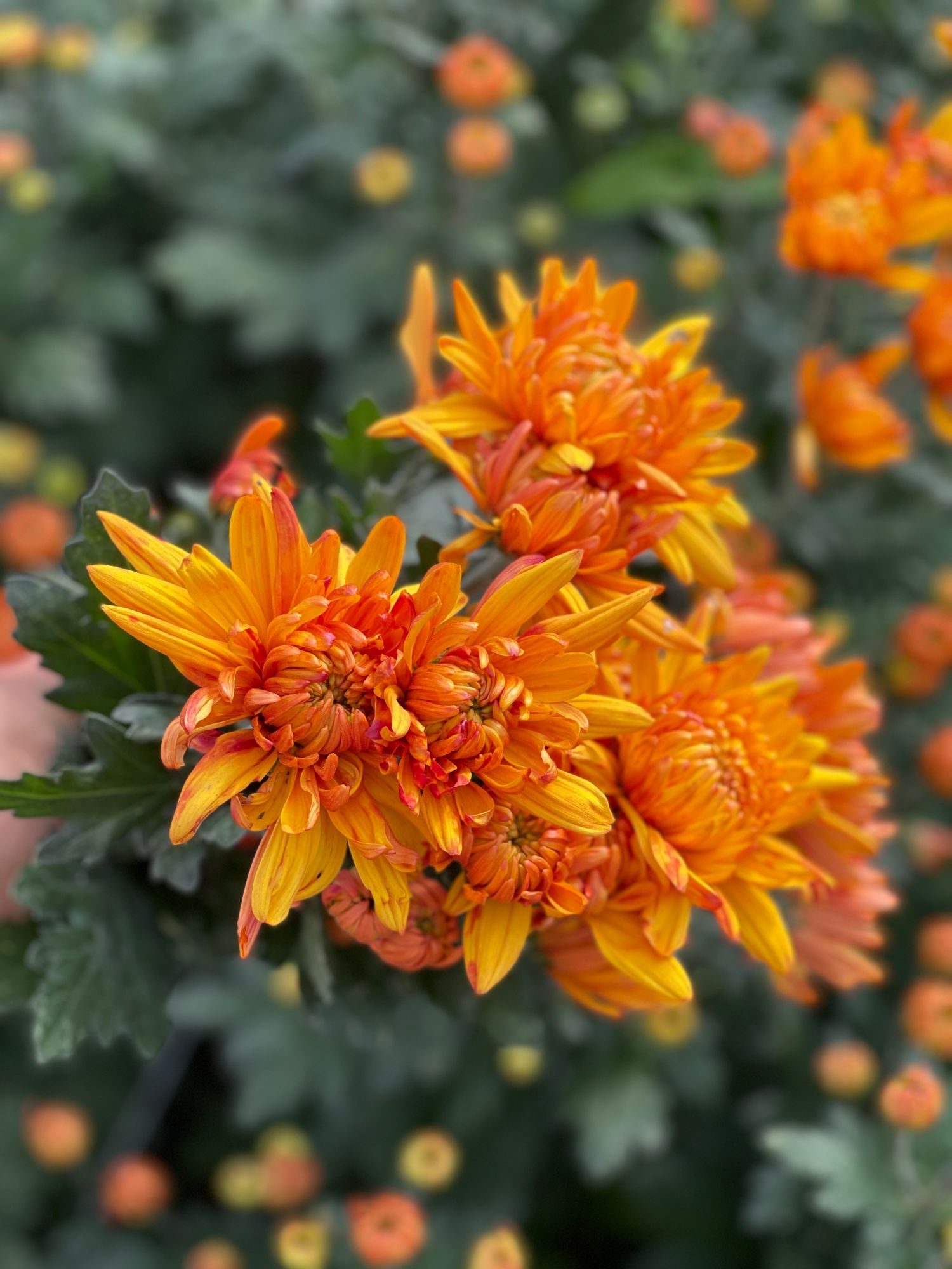 CHRYSANTHEMUM indicum Durango Honey