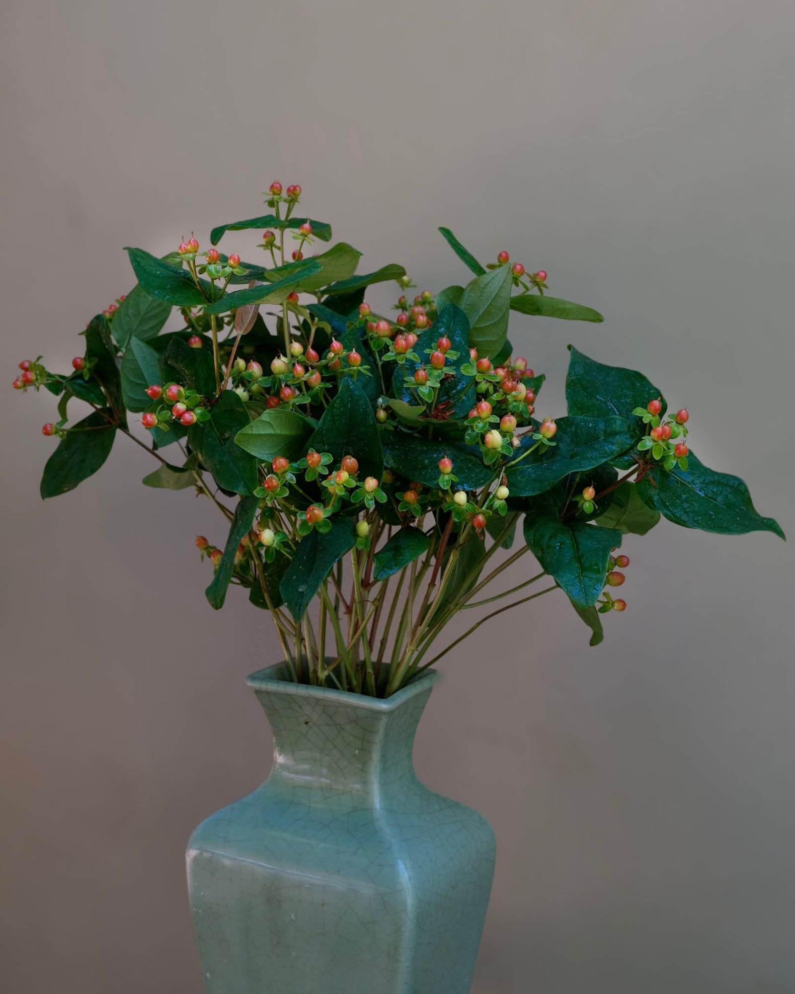HYPERICUM androsaemum
