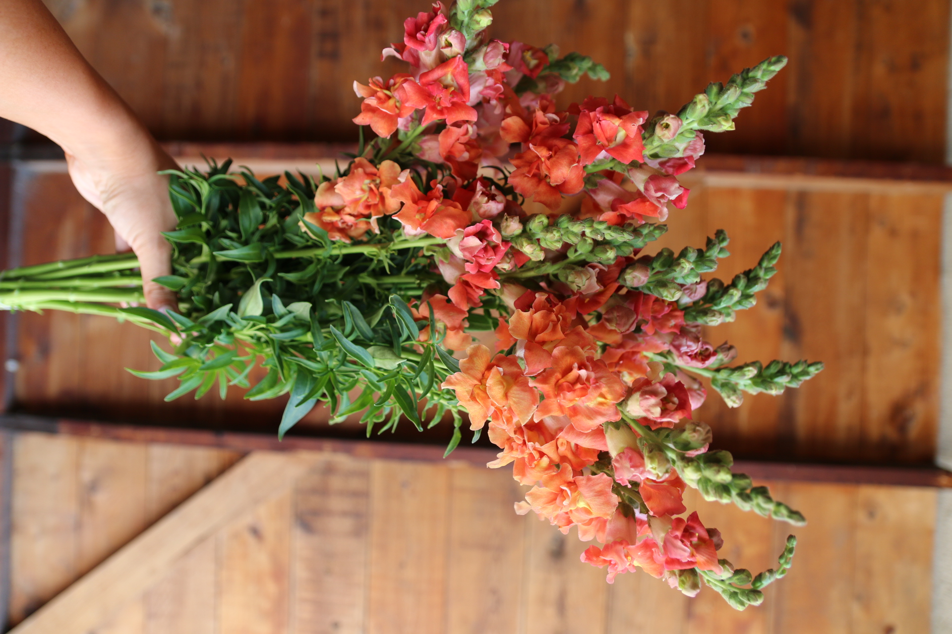ANTIRRHINUM majus Madame Butterfly Bronze