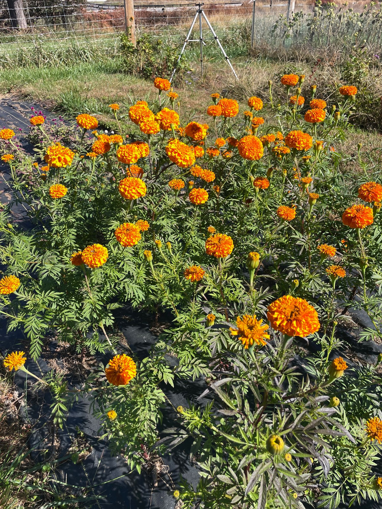 TAGETES erecta