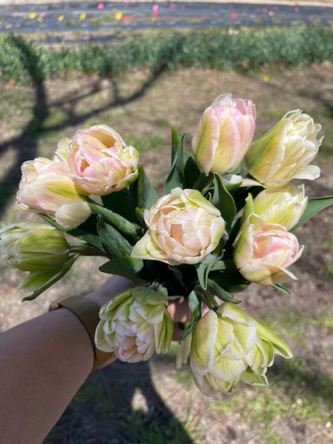 TULIPA Foxtrot