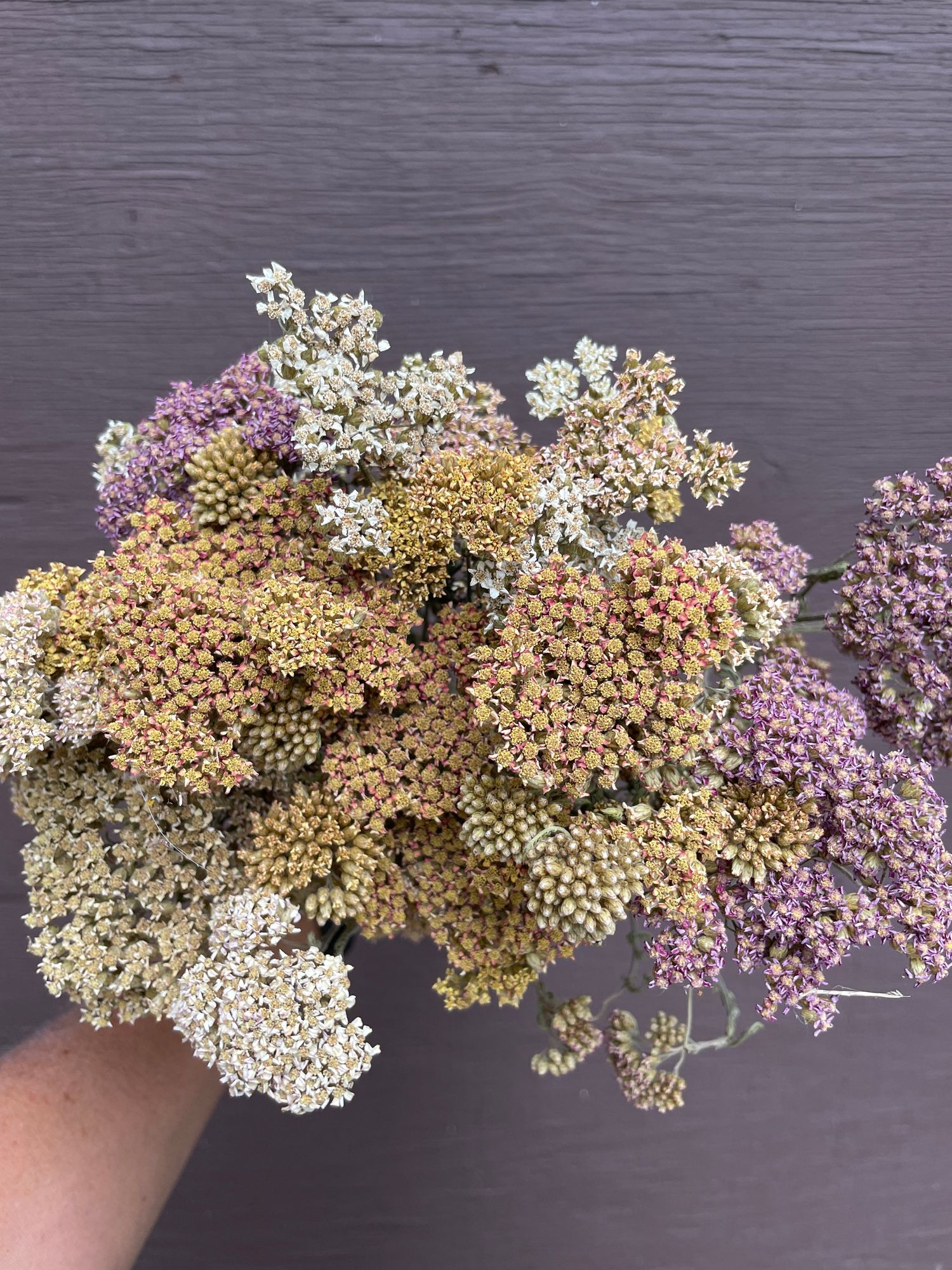 Dried Yarrow