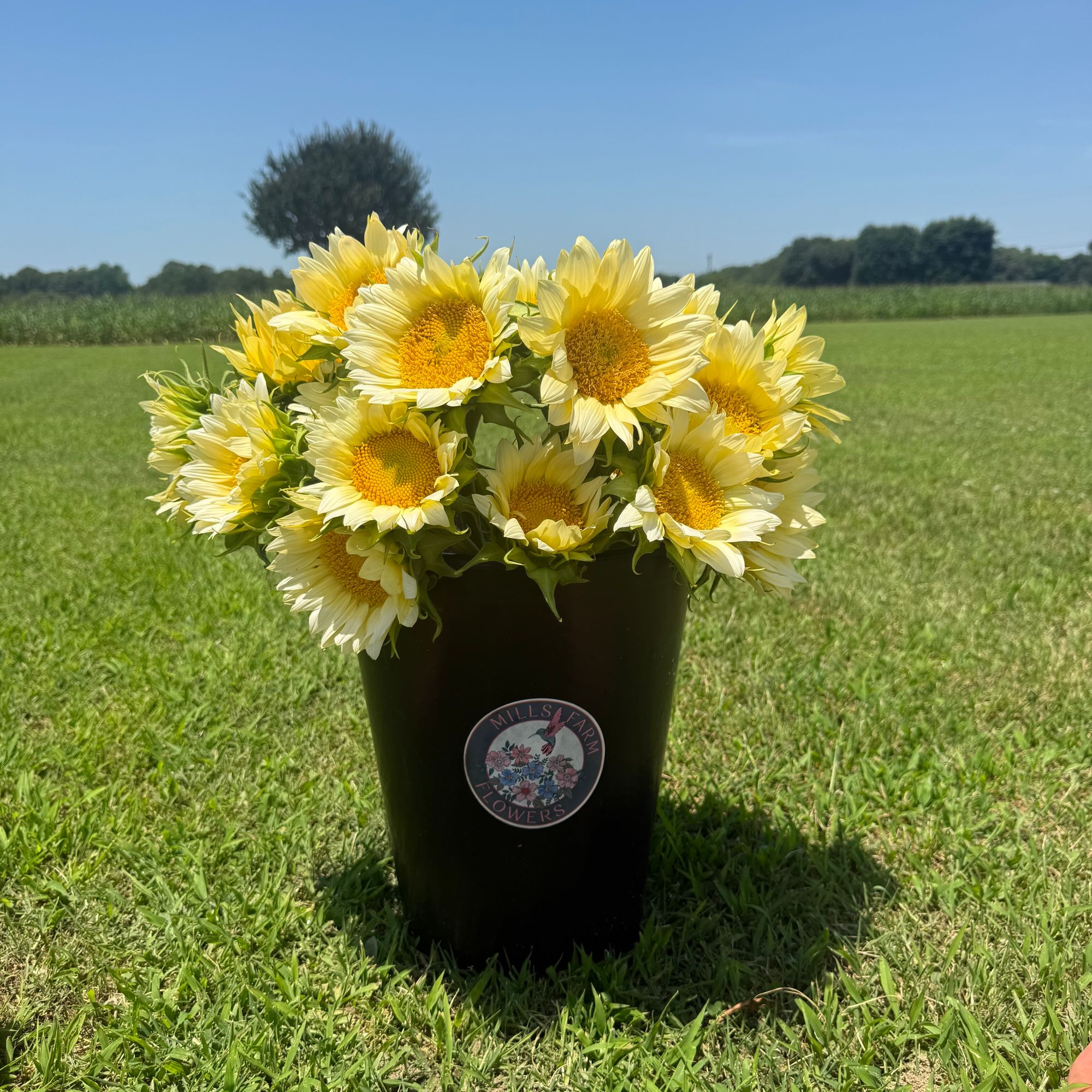 HELIANTHUS annuus ProCut White Lite