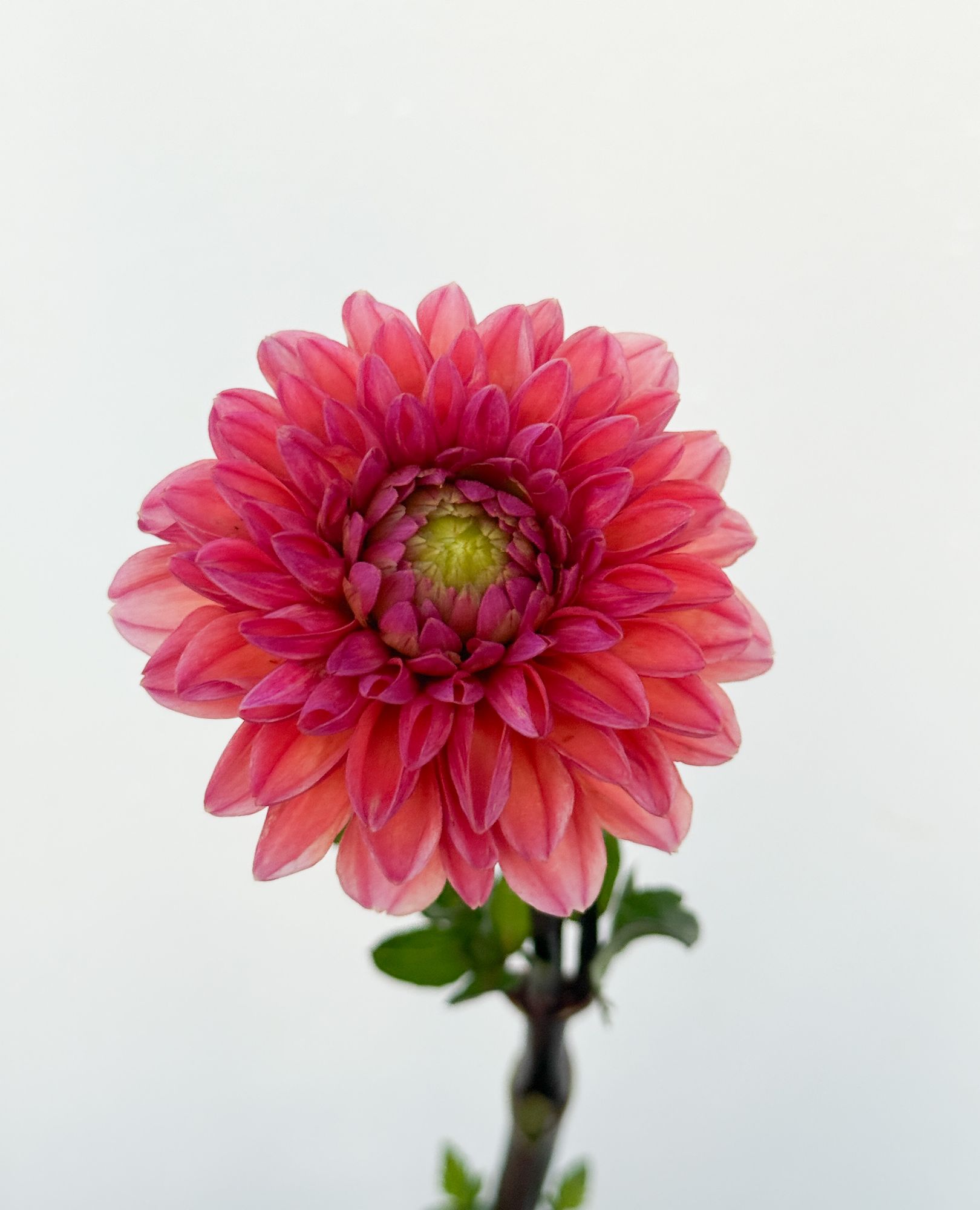 DAHLIA Daisy Duke