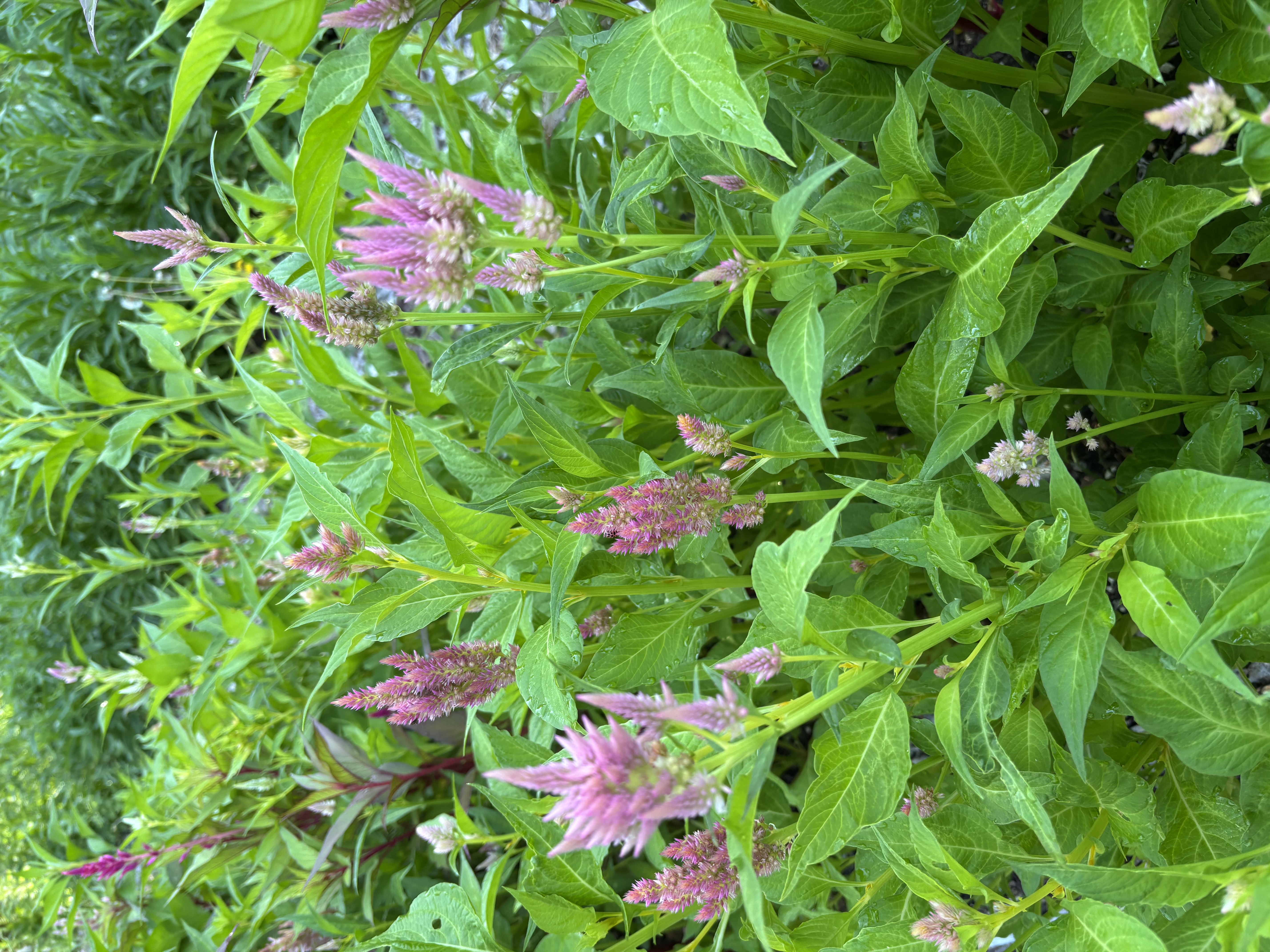 CELOSIA